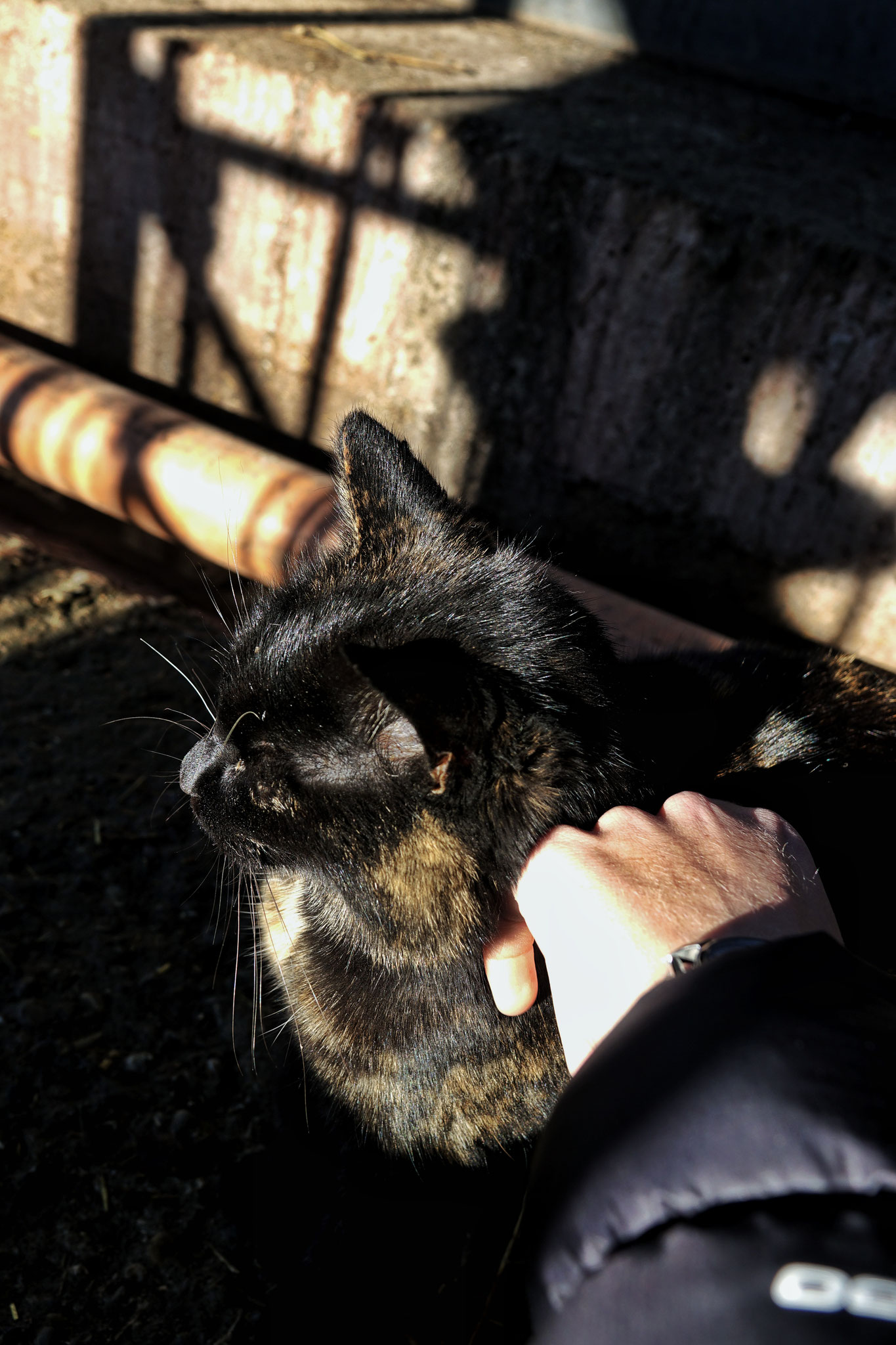 Und natürlich unsere Stallkatze