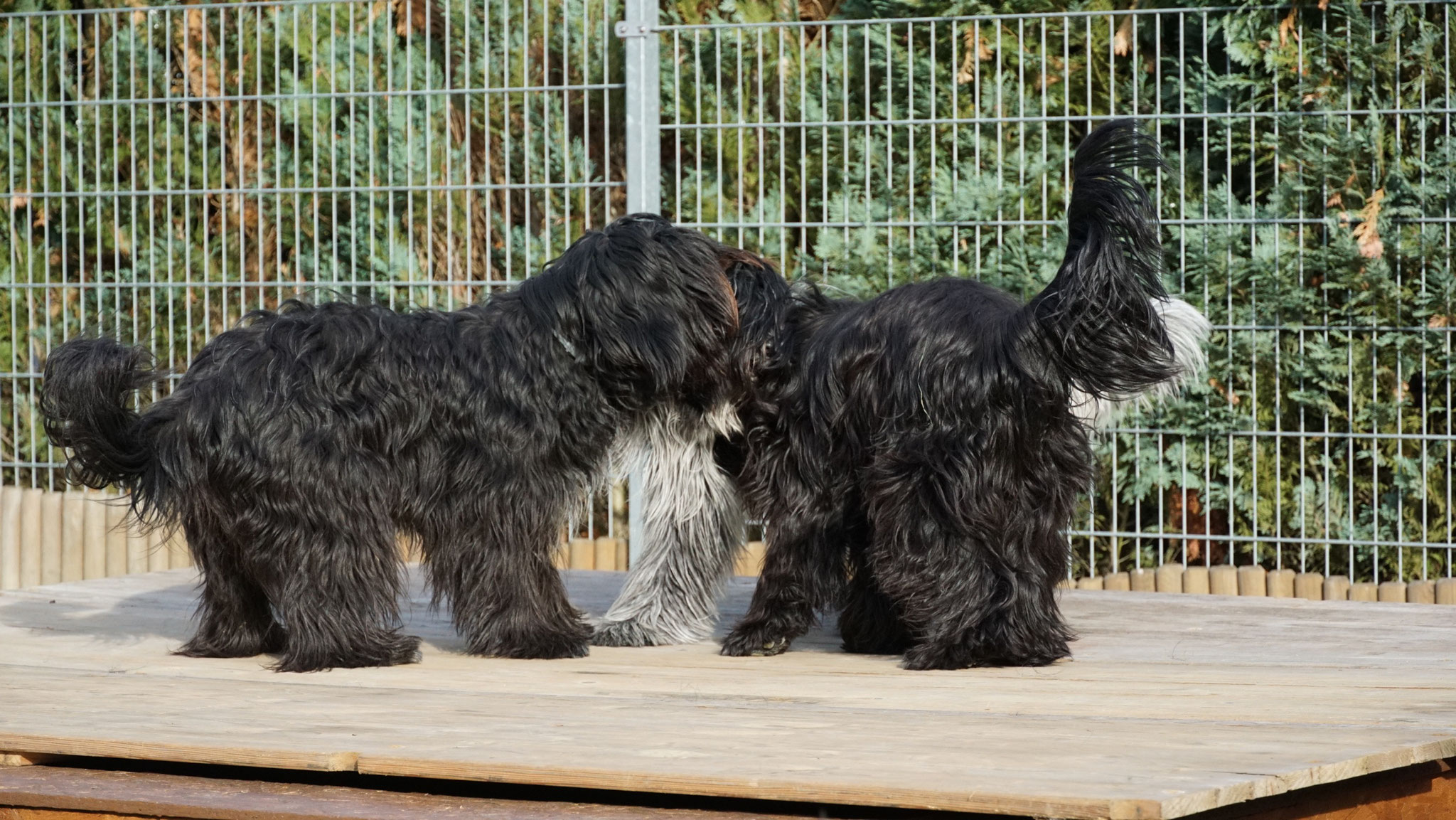 Camille, Melly und Celes