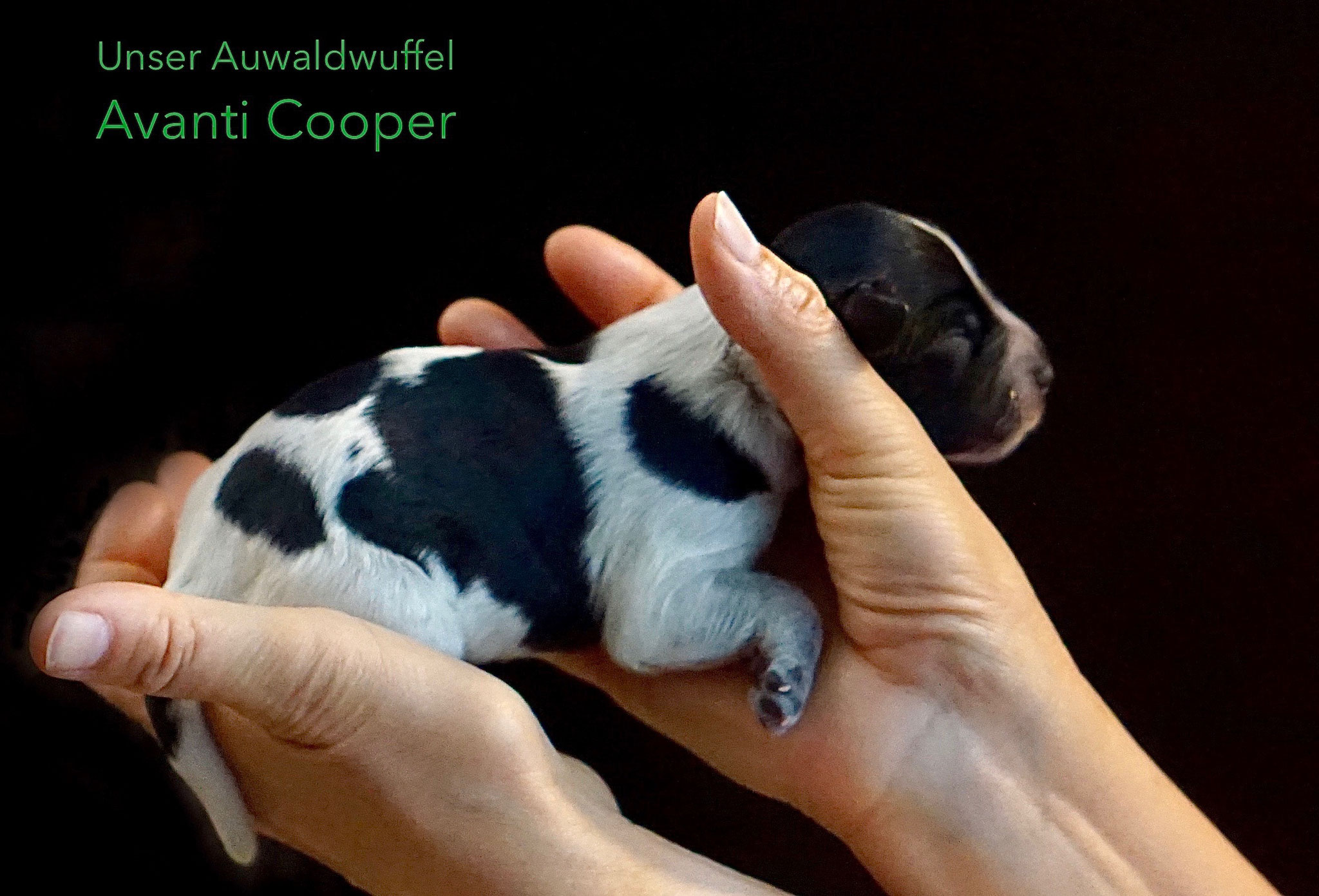 Avanti Cooper (der Bescheidene) - *27.7.2019 7:43 Uhr  -  316g