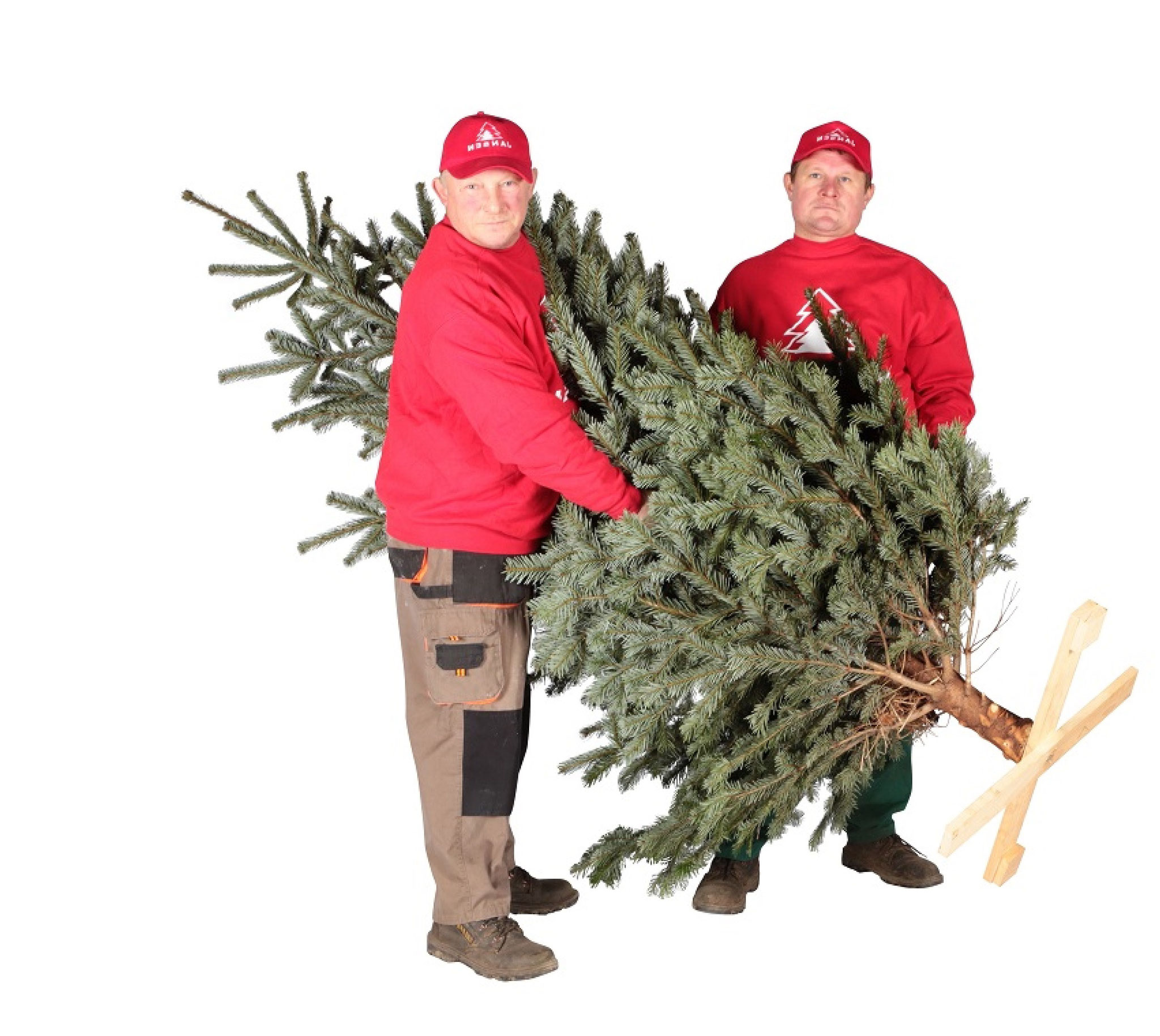 top 28 weihnachtsbaum lieferservice heckenpflanzen top 28 weihnachtsbaum lieferservice heckenpflanzen