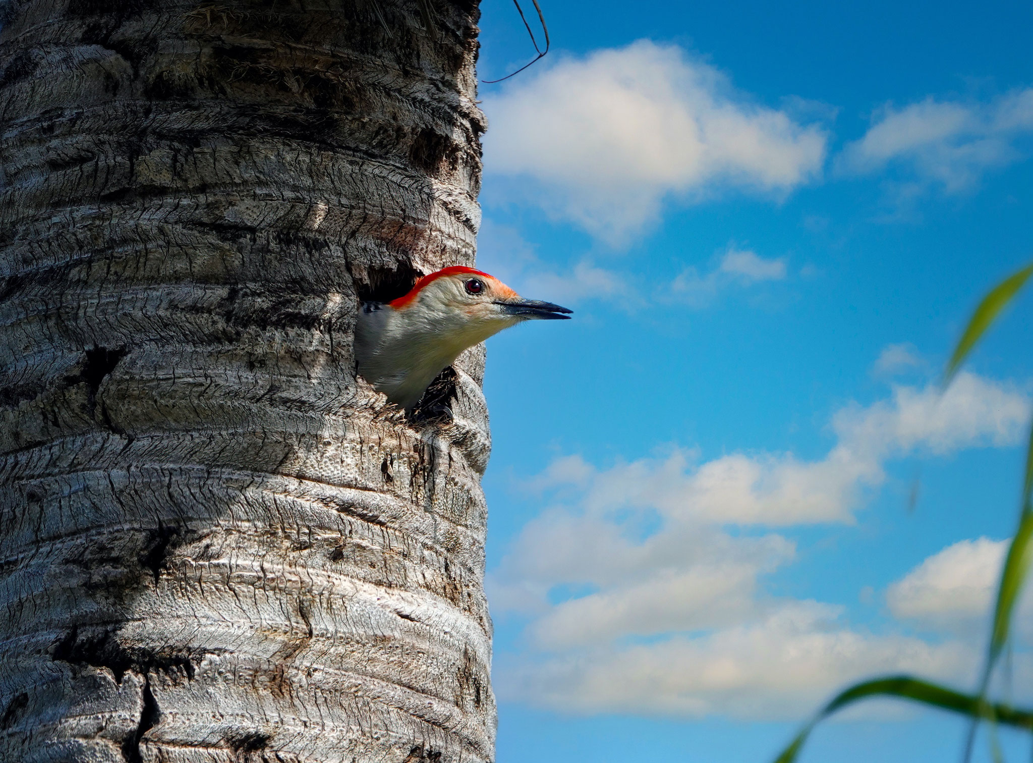 Red Headed Woodpecker, Photo by Dave Cottrill