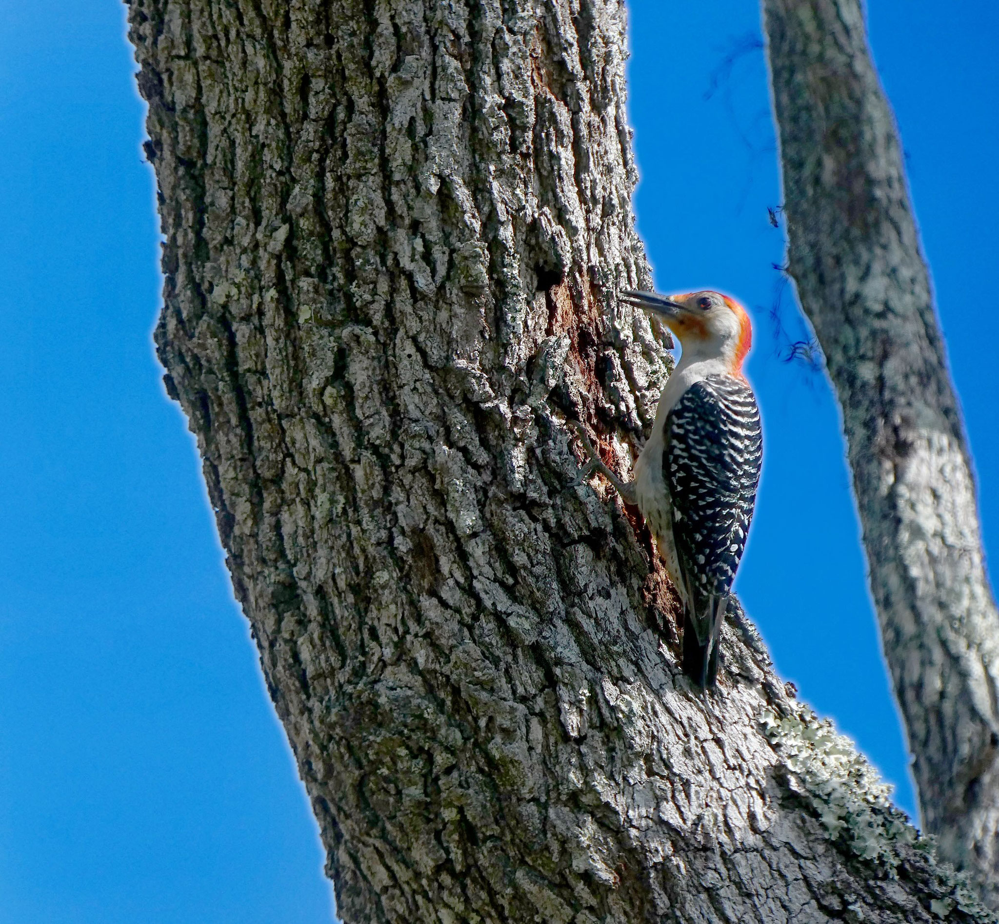 Photo by Dave Cottrill