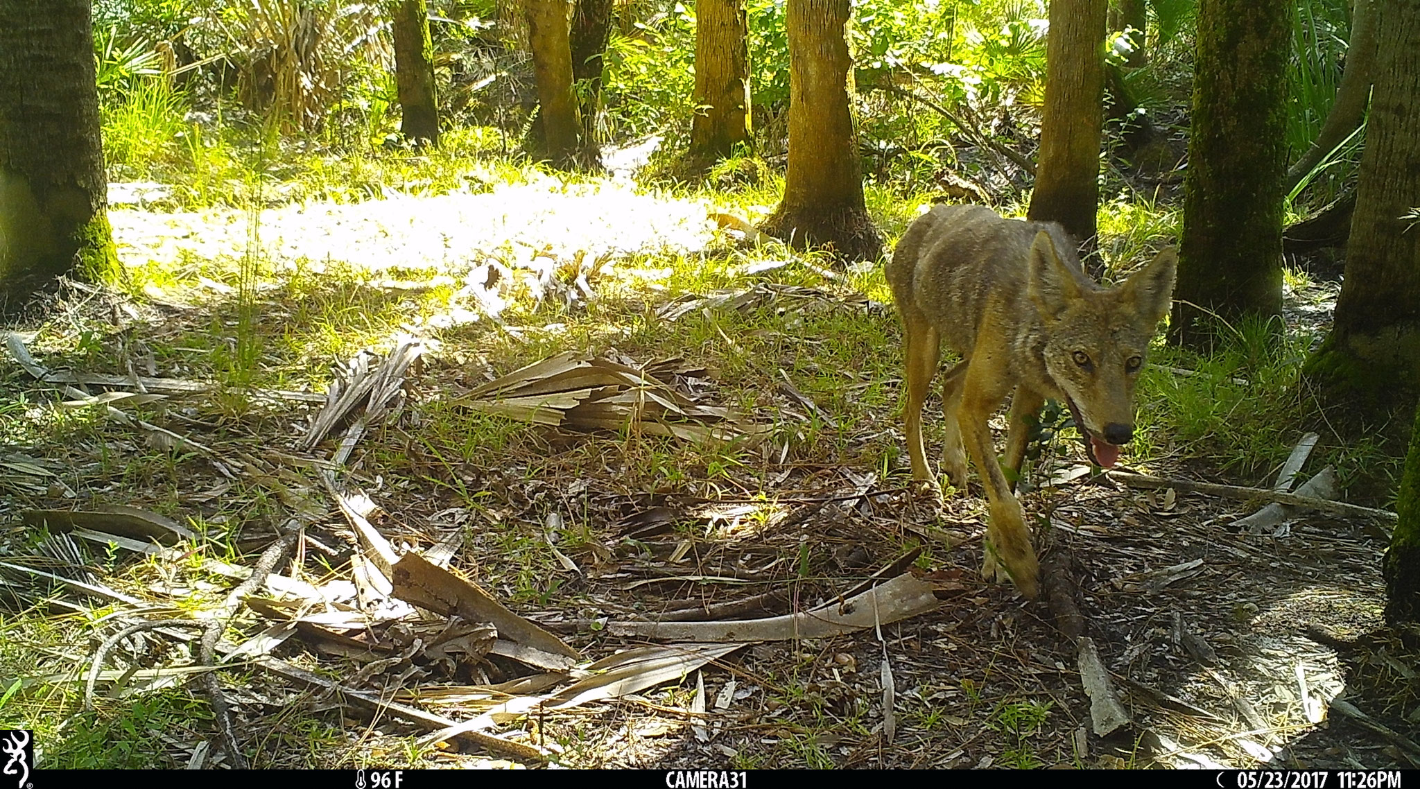 Share flora and fauna via public/social like FaceBook: coyote