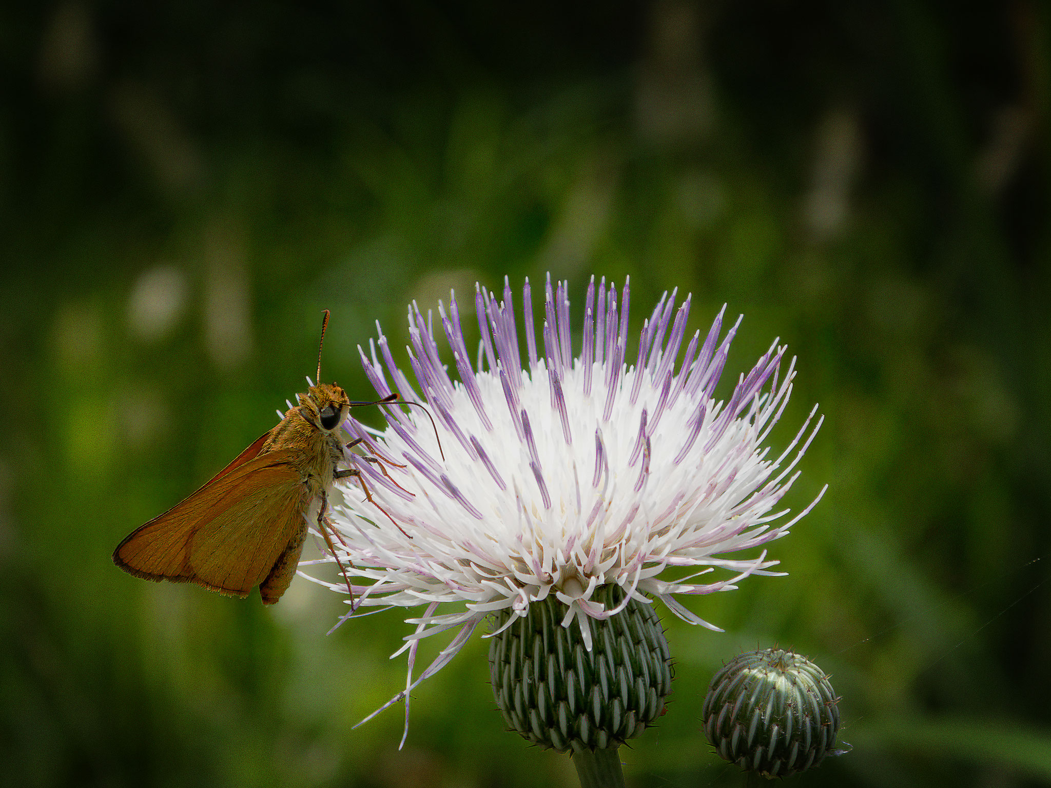 Thistle and Skipper, Photo by Dave Cottrill