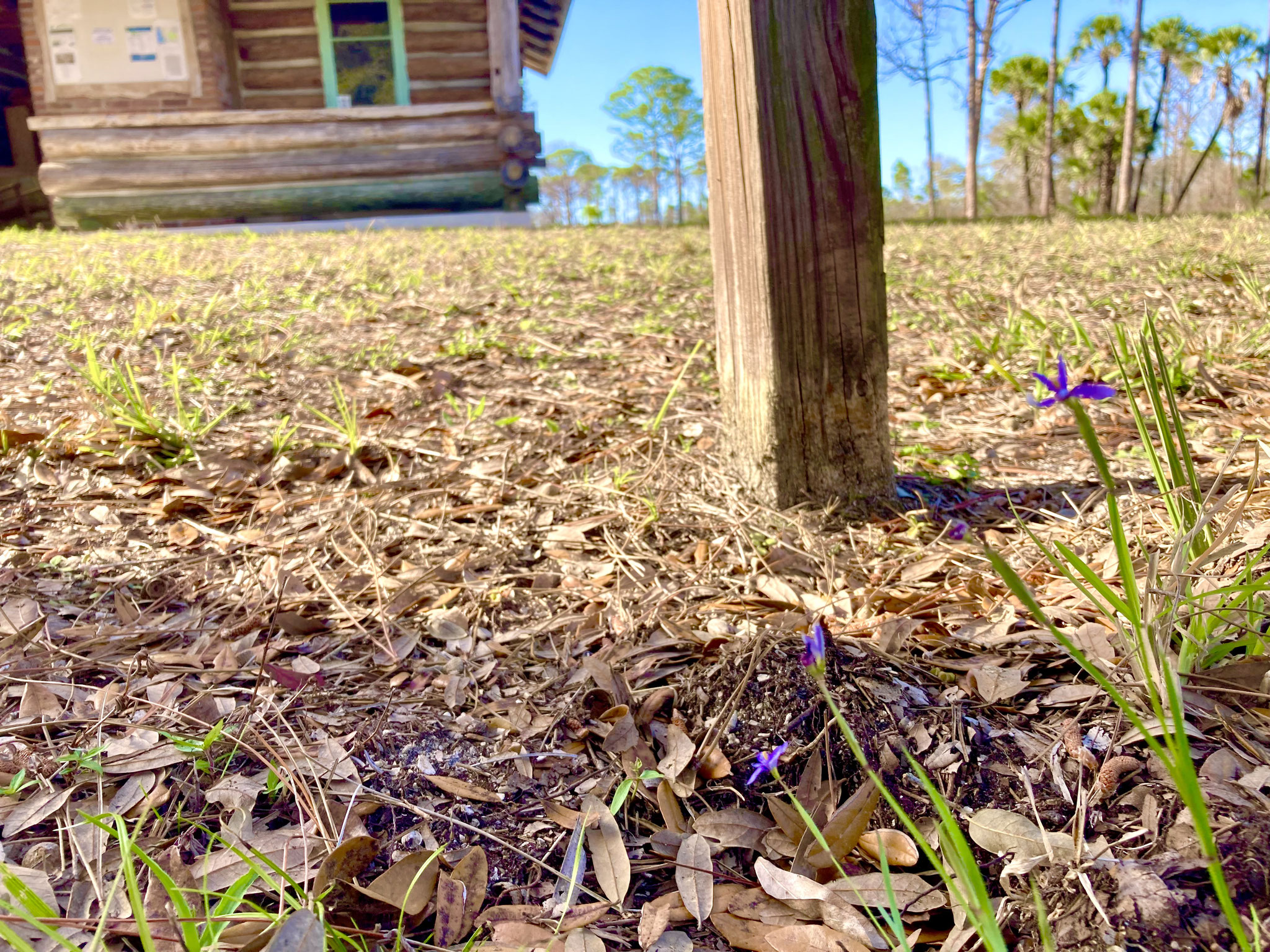 Blue-eyed grass--Sisyrinchium angustifolium