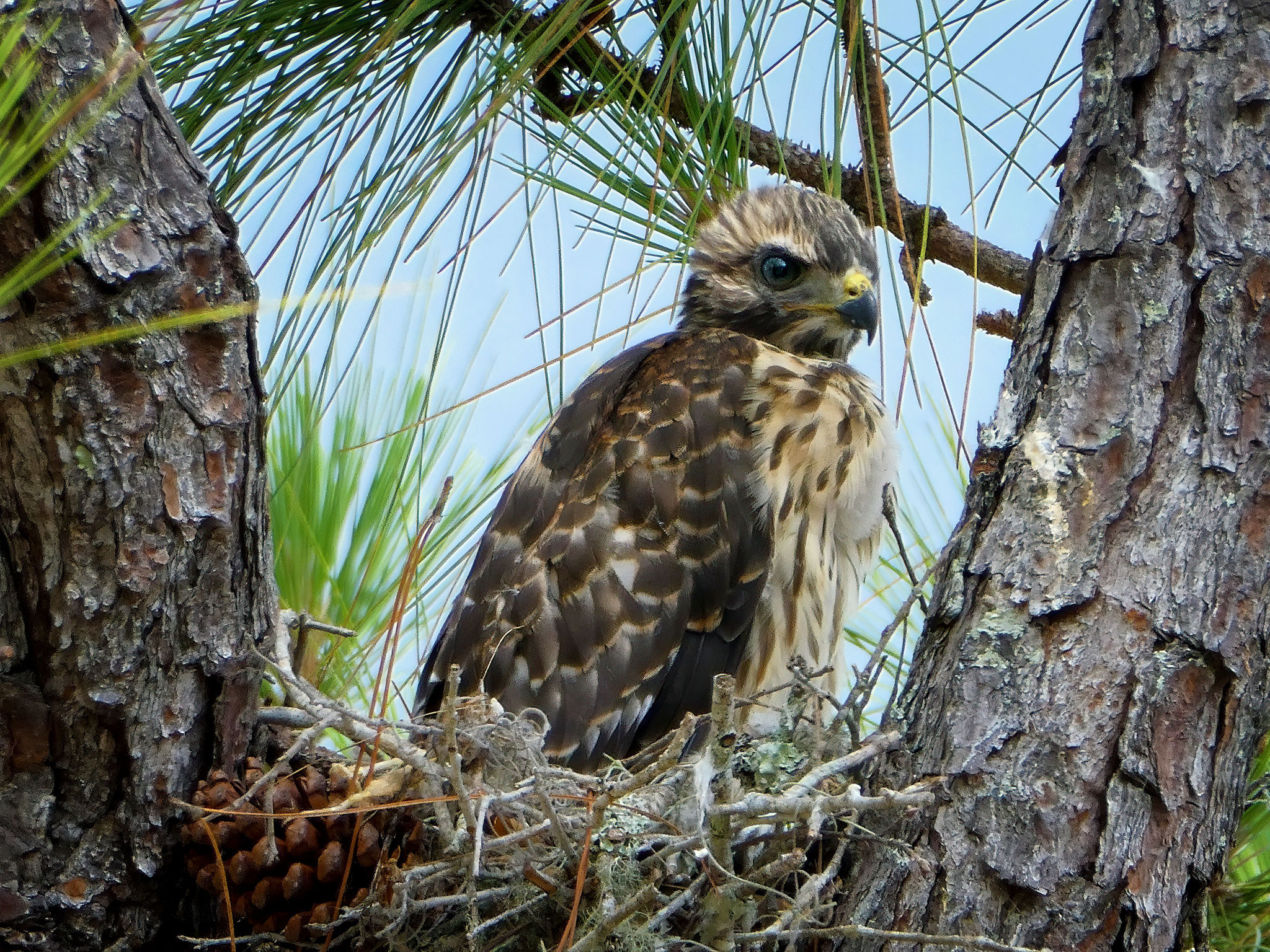 Red shoulder hawk, photo by Dave Cottrill
