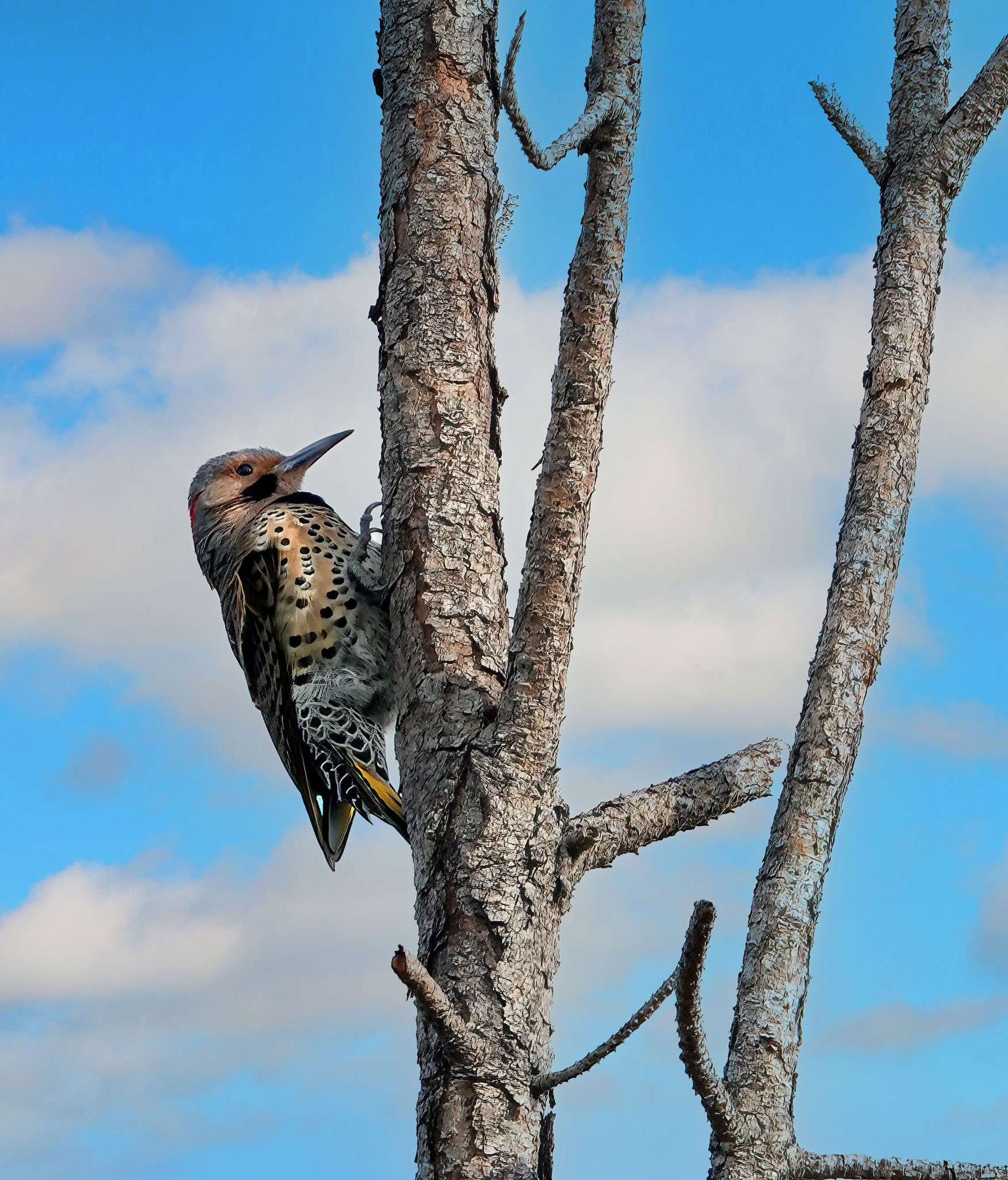 Flicker, Photo by Dave Cottrill