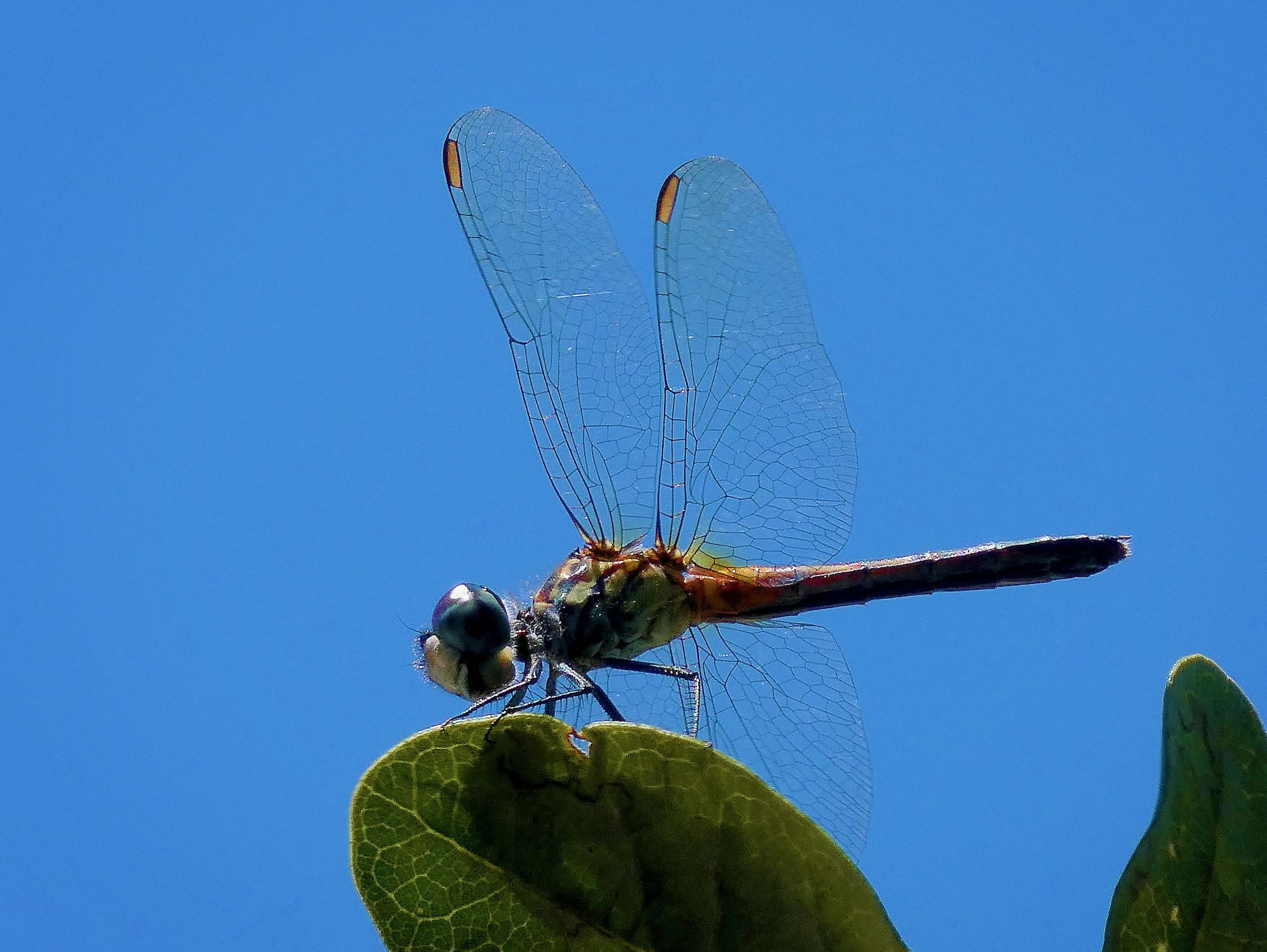 Photo by Dave Cottrill