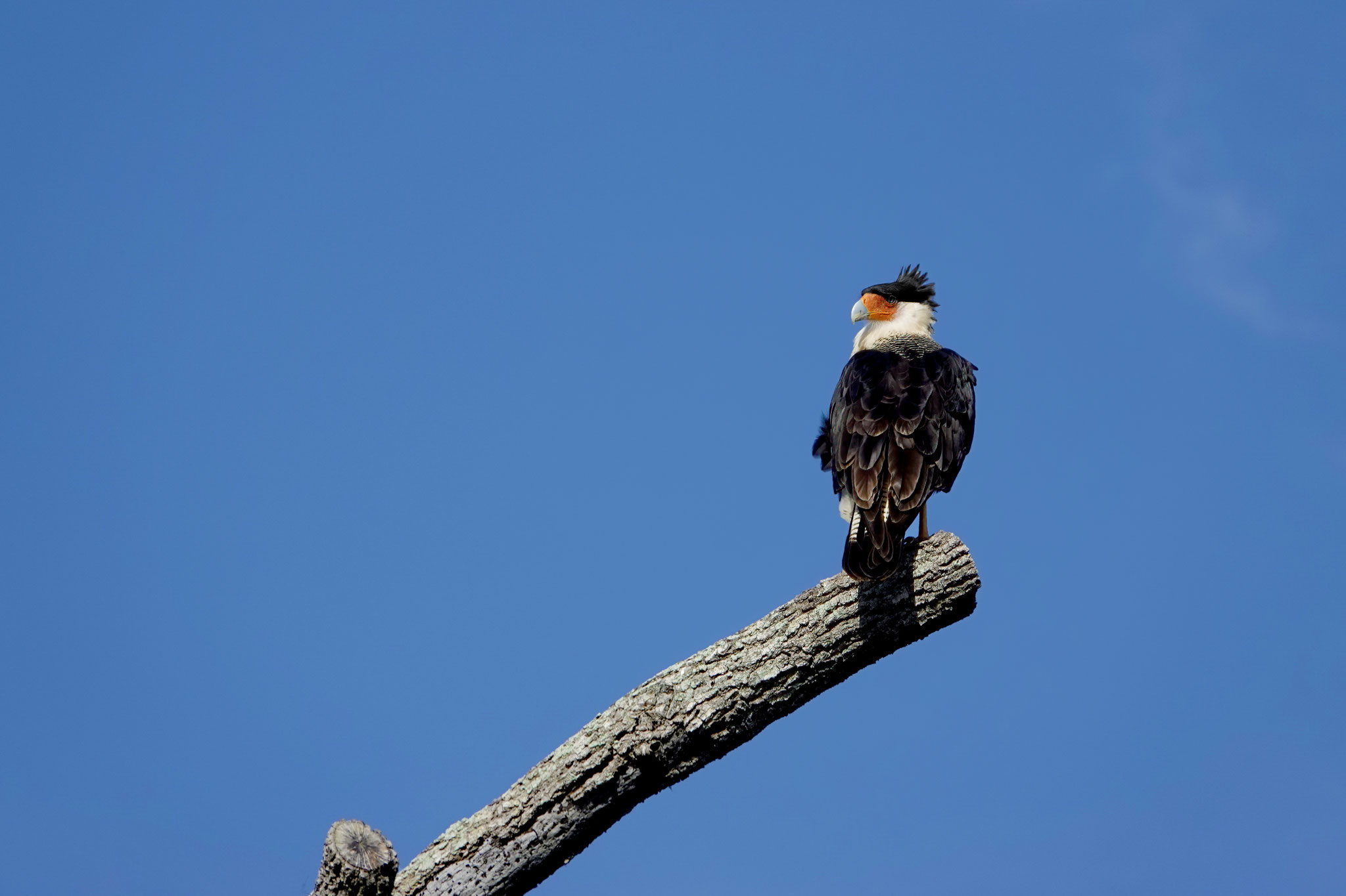 Photo by Dave Cottrill