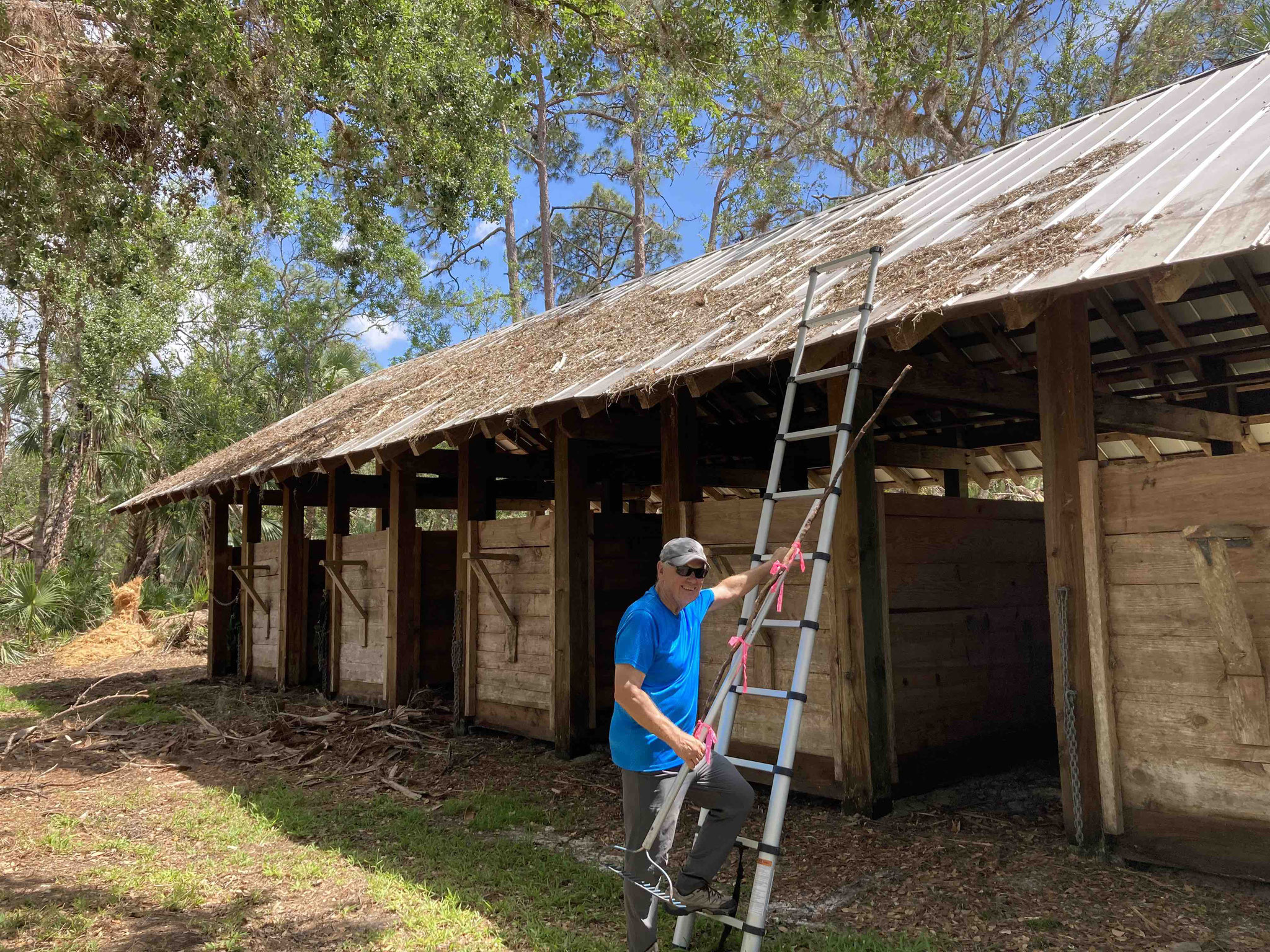 Raked roofs and perimeters of Windy Sawgrass Cow Camp to minimize fire danger