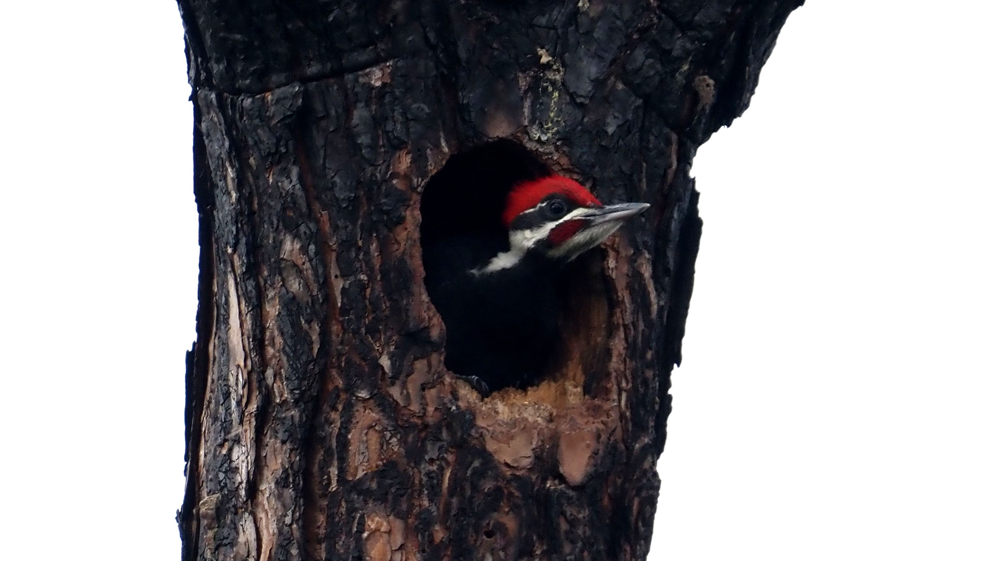 Immature pileated woodpecker, photo by David Grasso