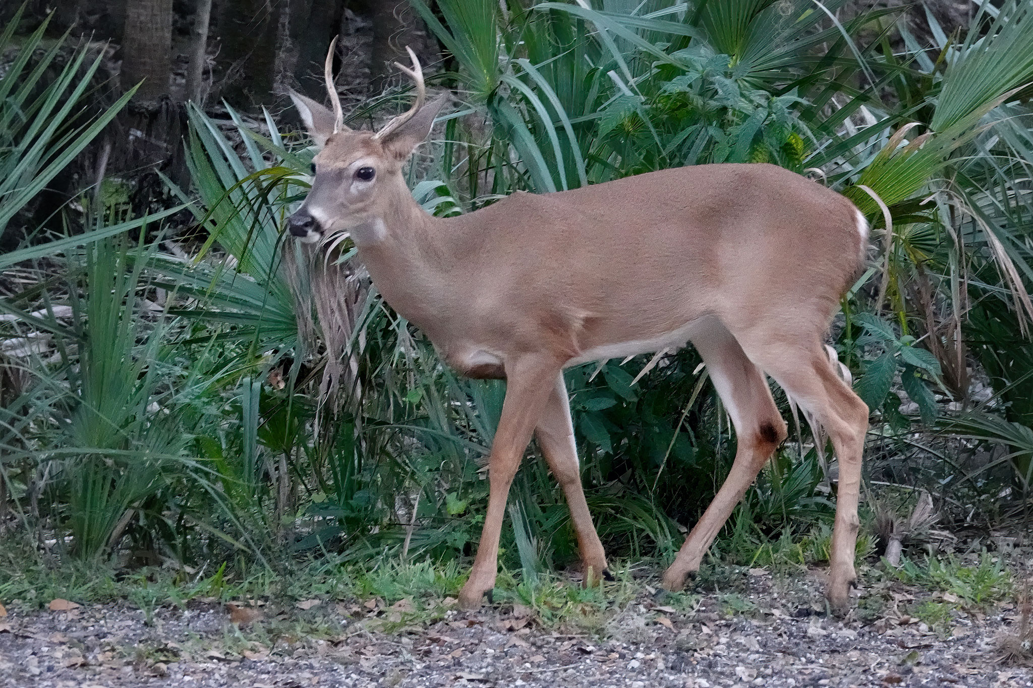  Buck, Photo by Dave Cottrill
