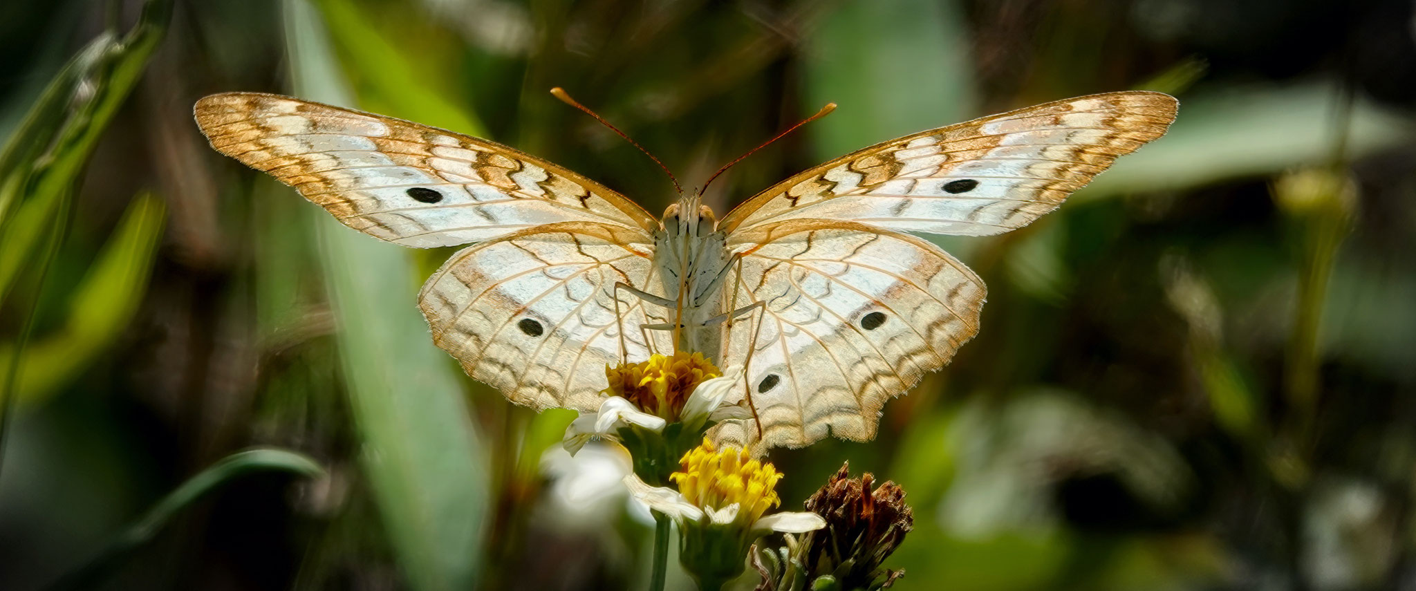 Peacock Butterfly, Photo by Dave Cottrill