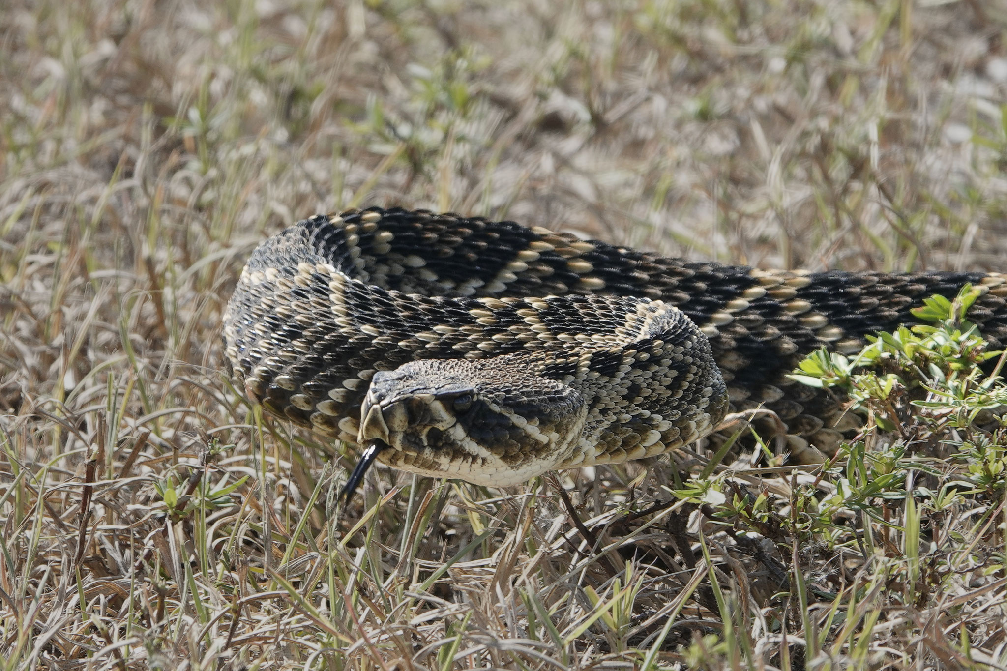 Photo by Dave Cottrill