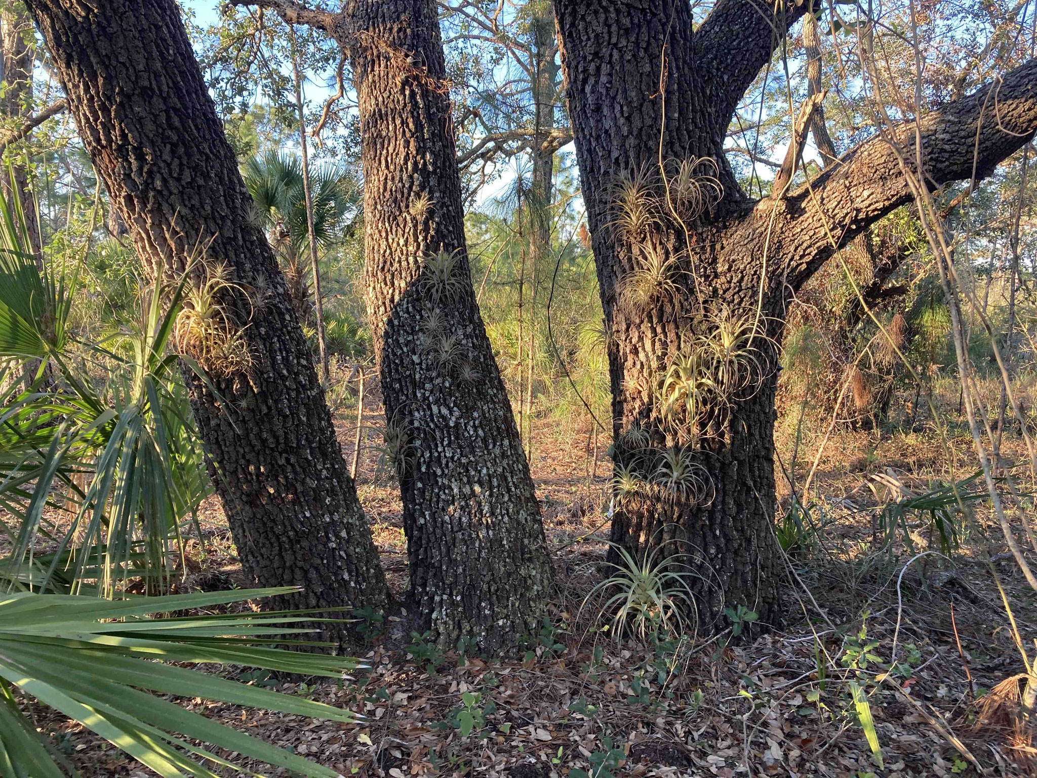 Continued to rescue fallen bromeliads and reseed. GAPs (tillandsia utriculata are endangered by invasive Mexican weevils). Pictured are "windfalls" rescued  7 tears ago.