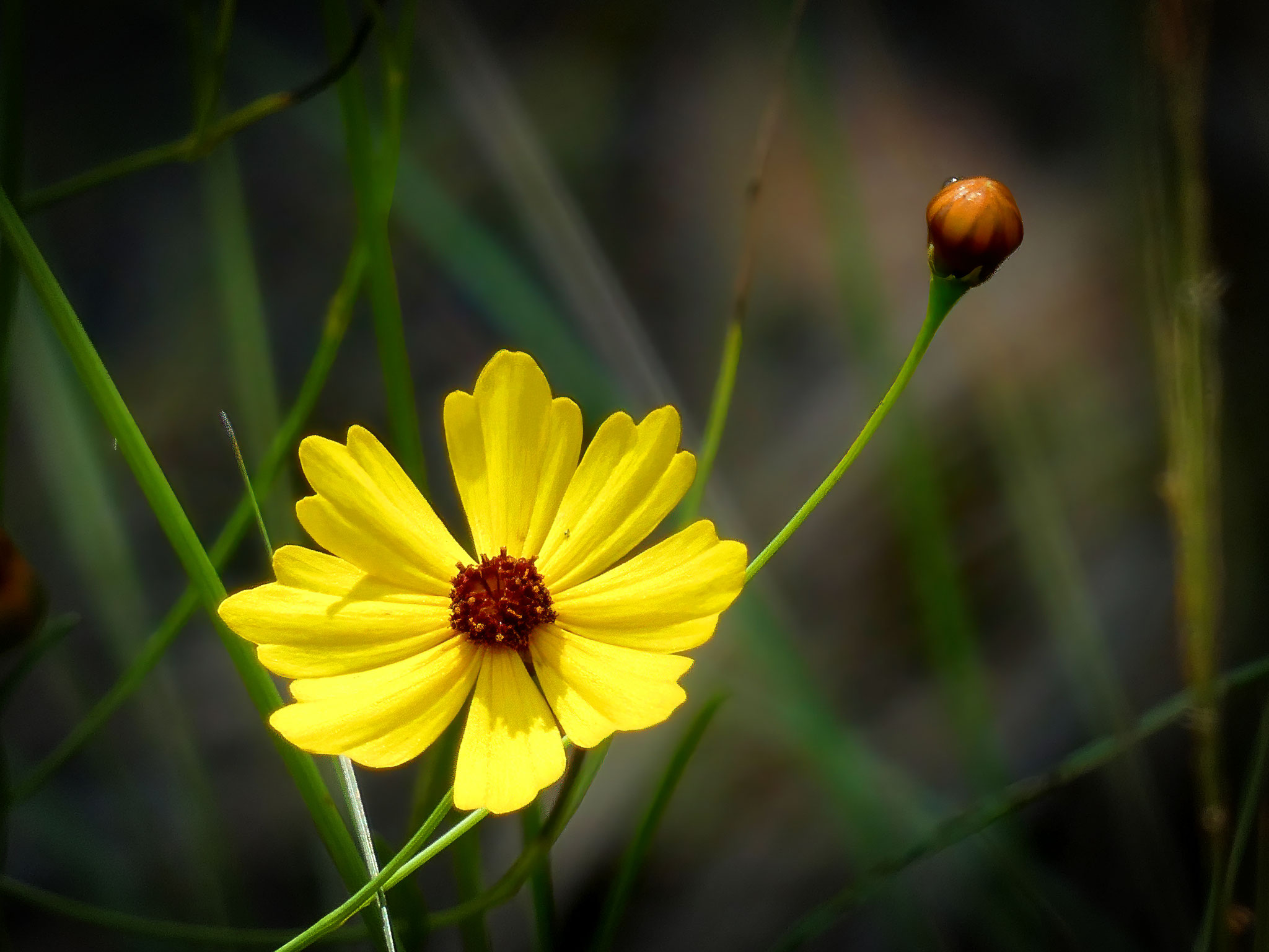 Coreopsis, Photo by Dave Cottrill