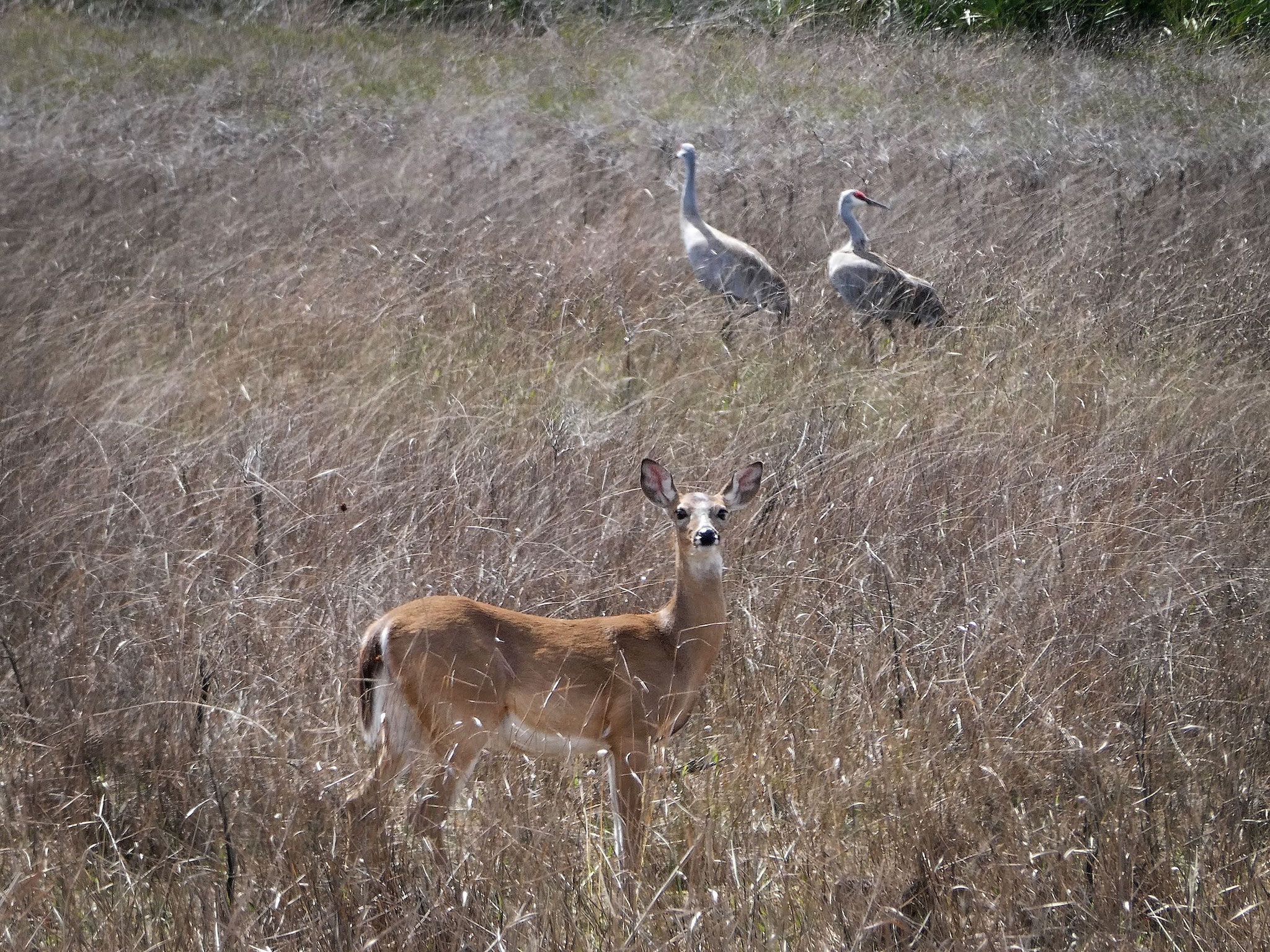 Photo by Dave Cottrill