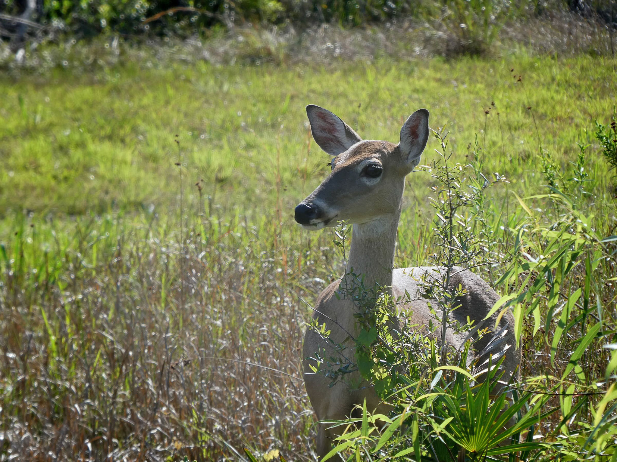 Photo by Dave Cottrill