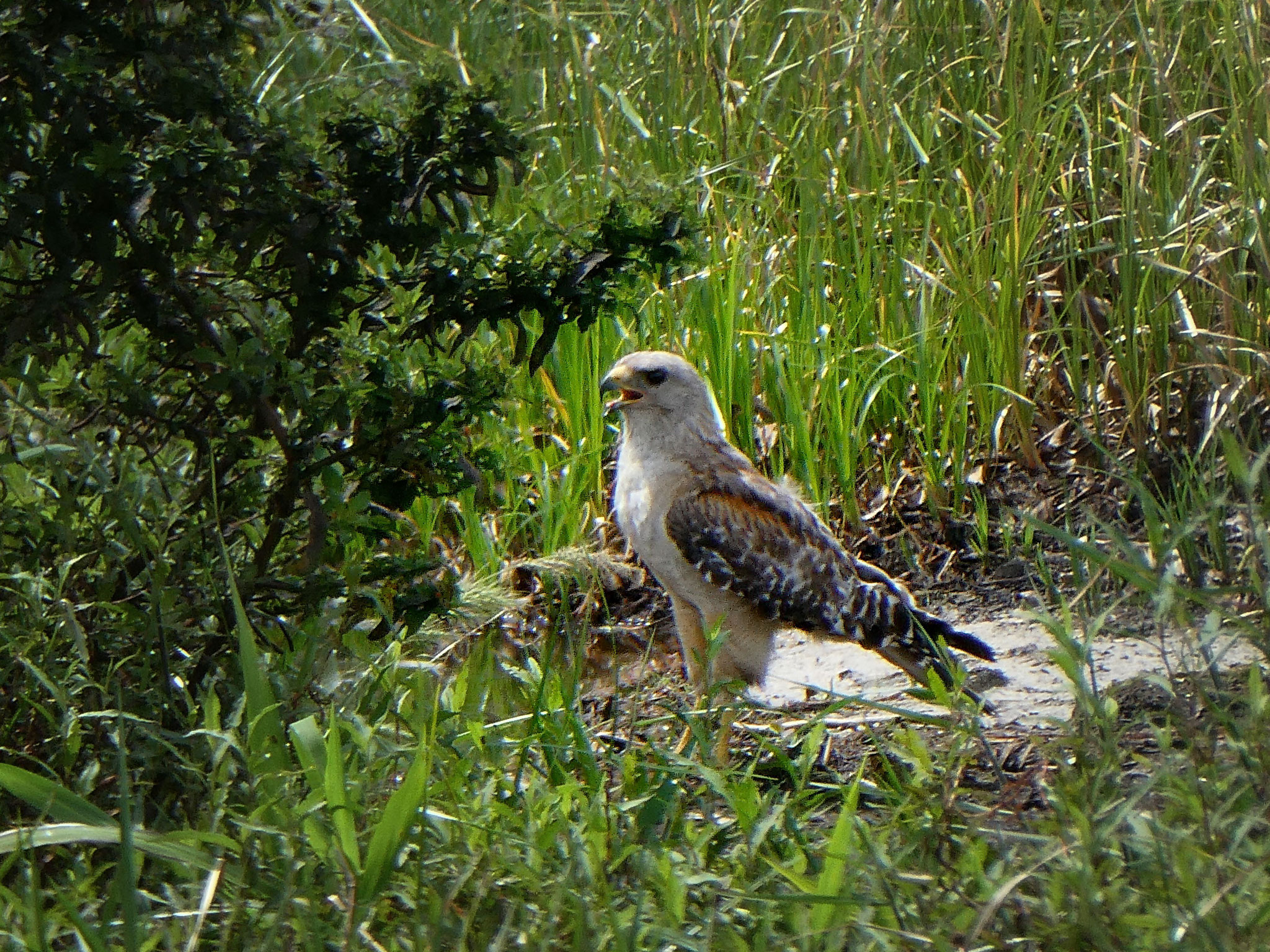Red shoulder hawk, photo by Dave Cottrill