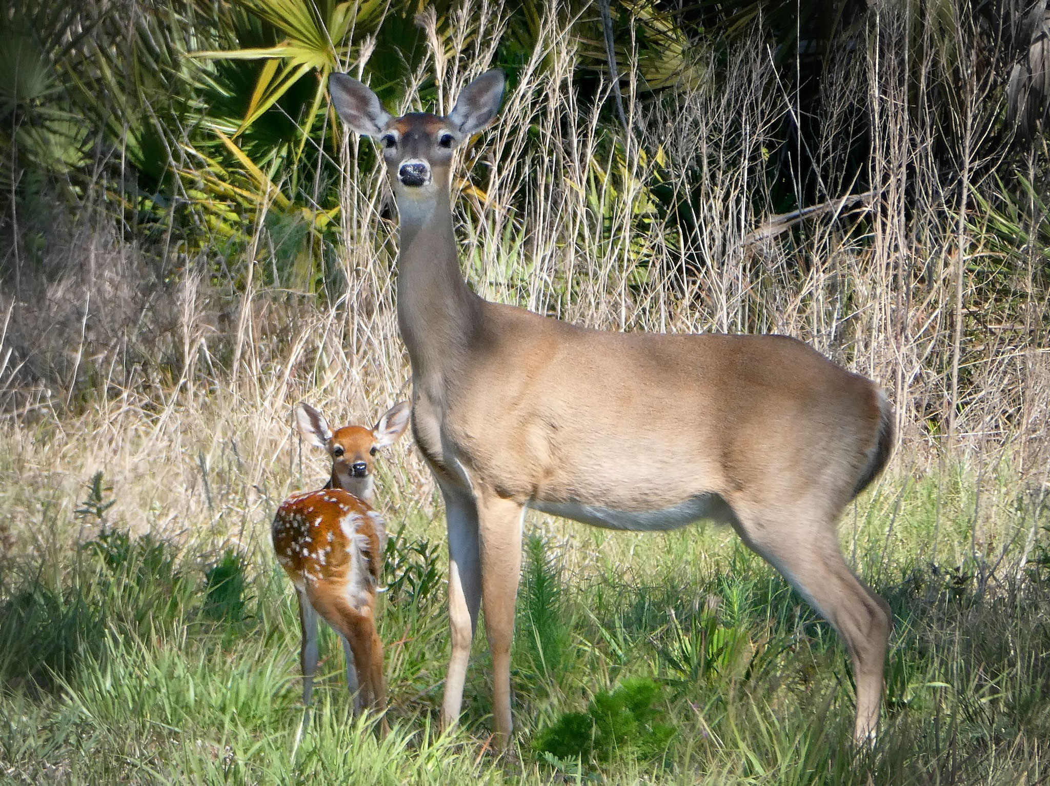 Photo by Dave Cottrill