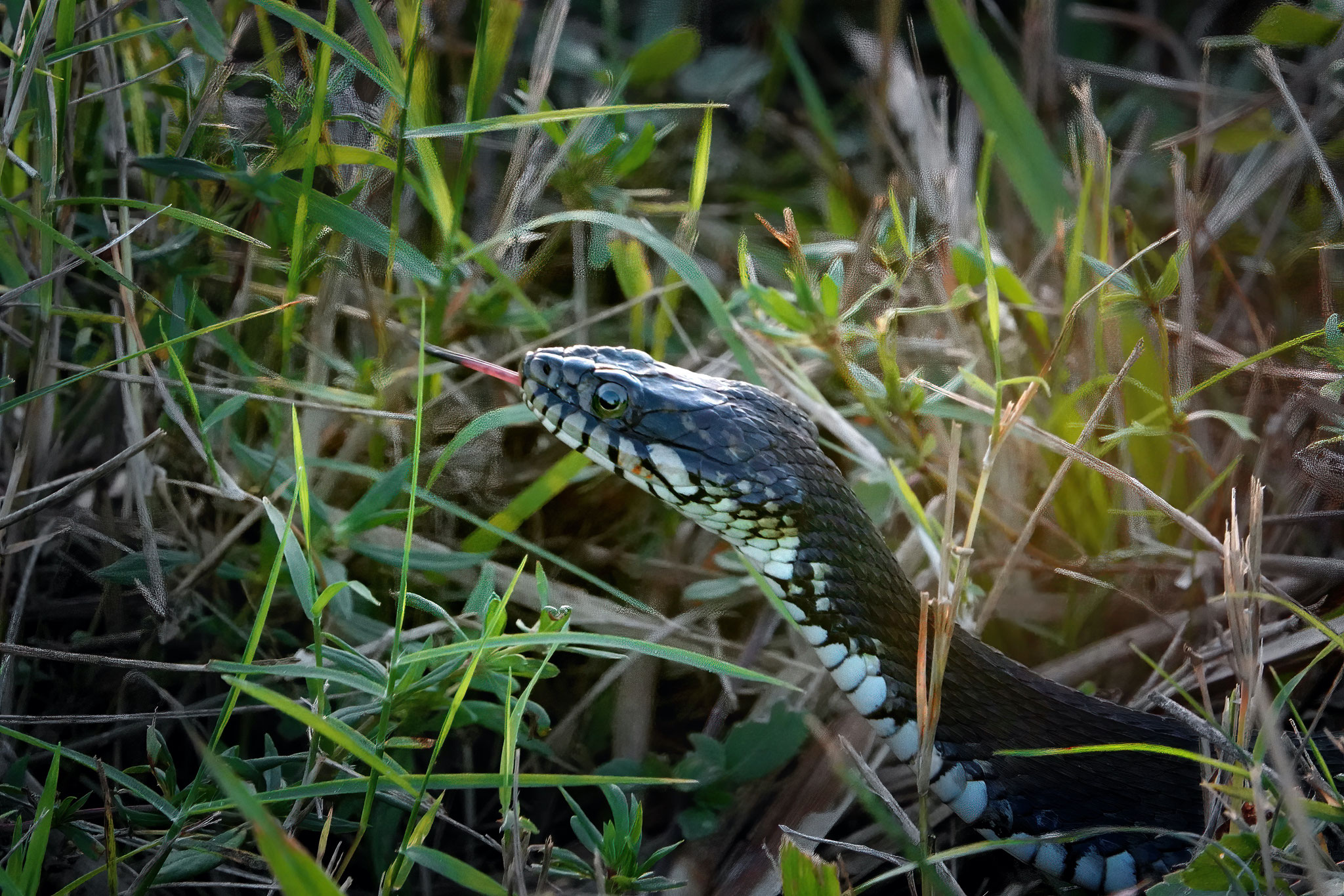 Banded Watersnake, Photo by Dave Cottrill