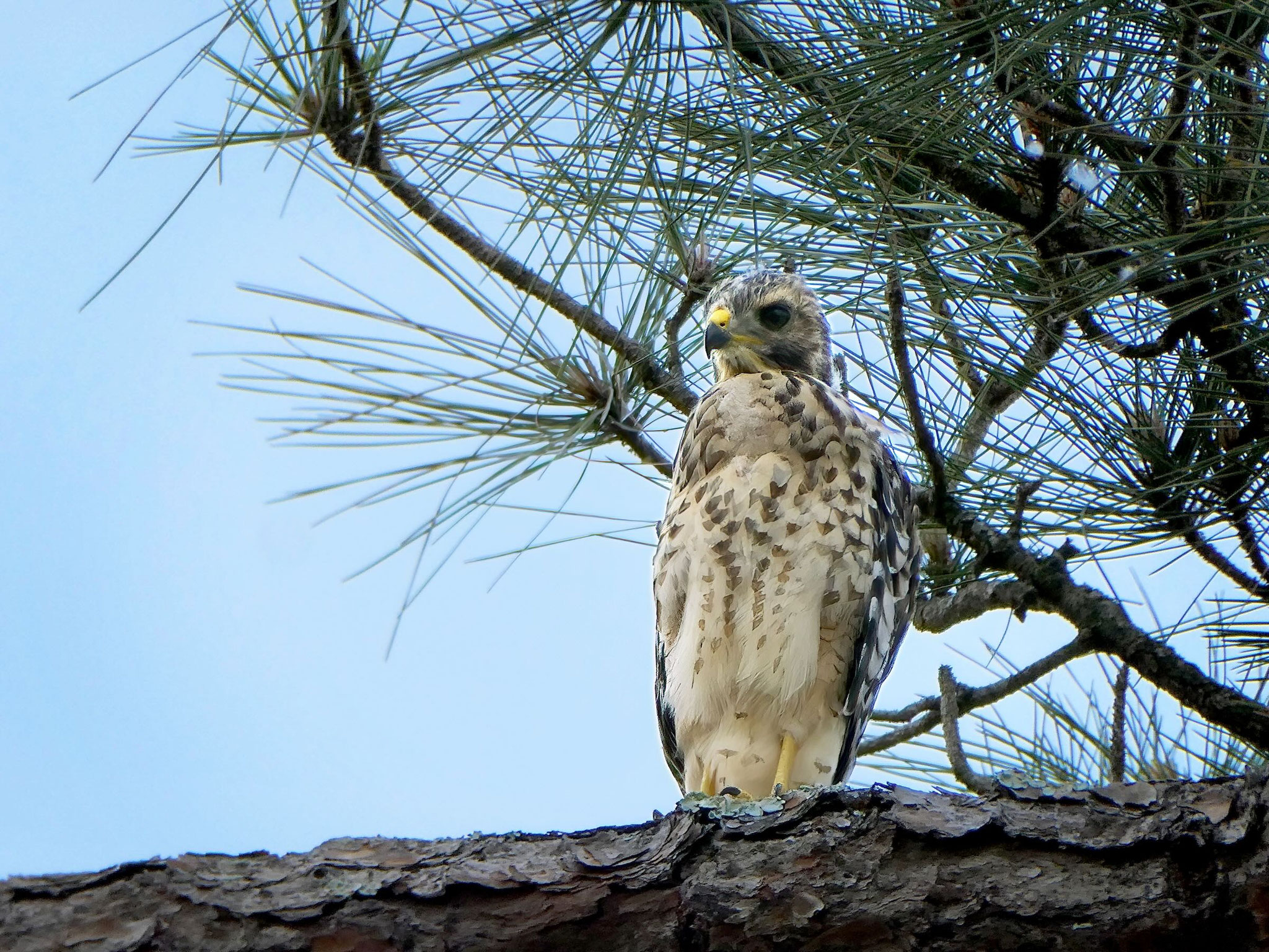 Photo by Dave Cottrill