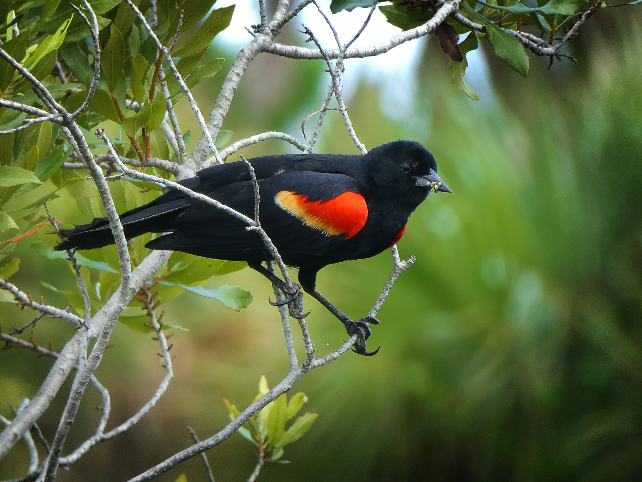 Red Winged Blackbird, Photo by Dave Cottrill