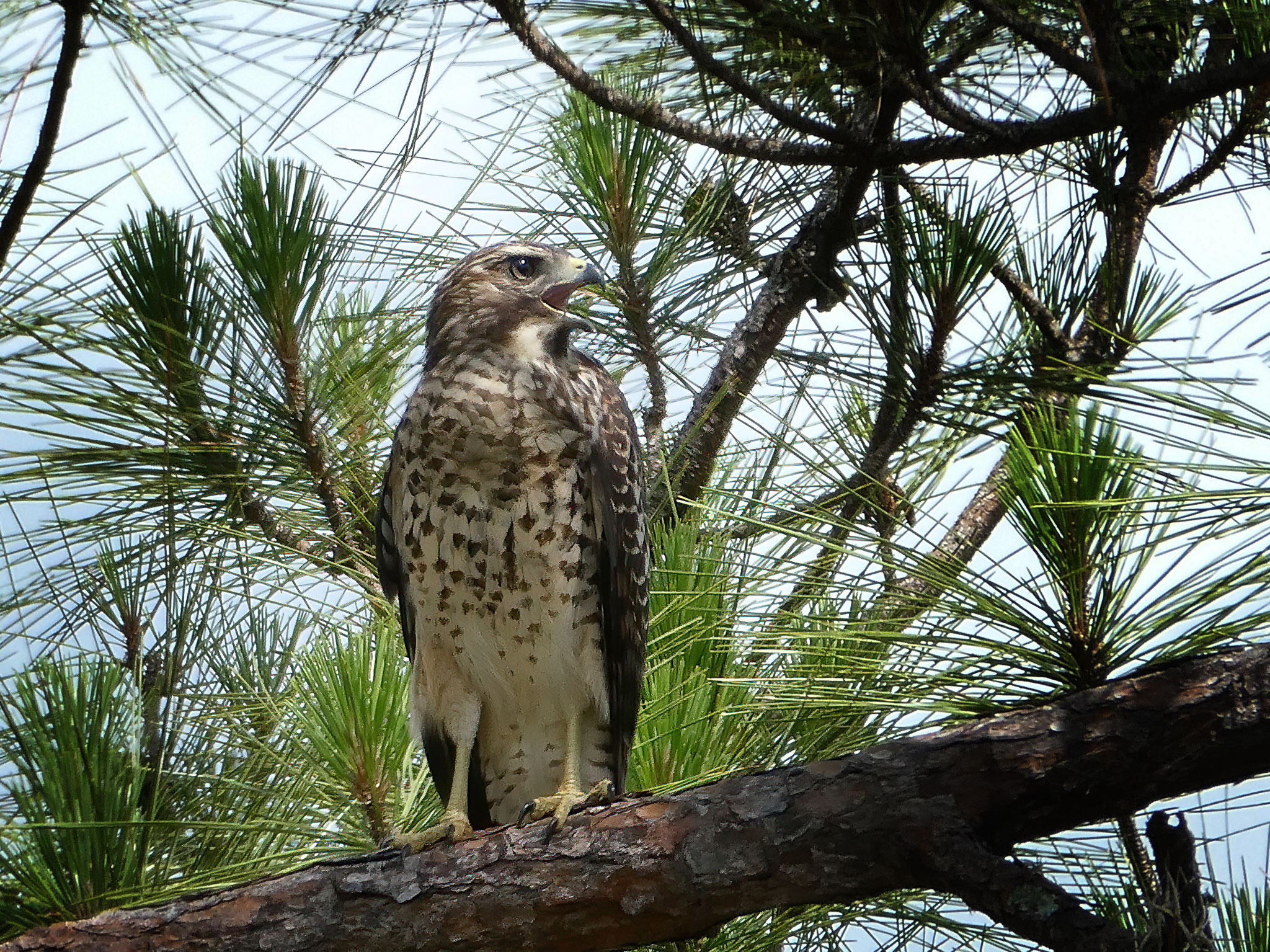 Red shoulder hawk, photo by Dave Cottrill