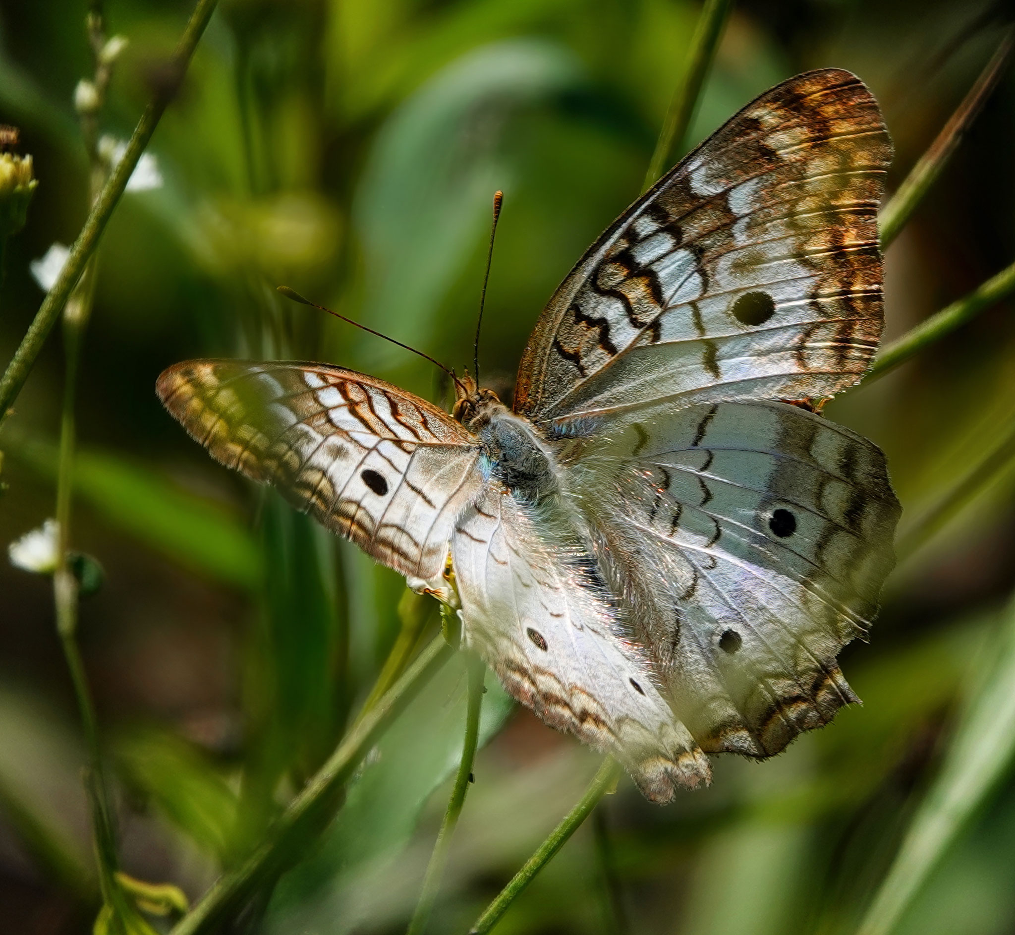 Peacock Butterfly, Photo by Dave Cottrill