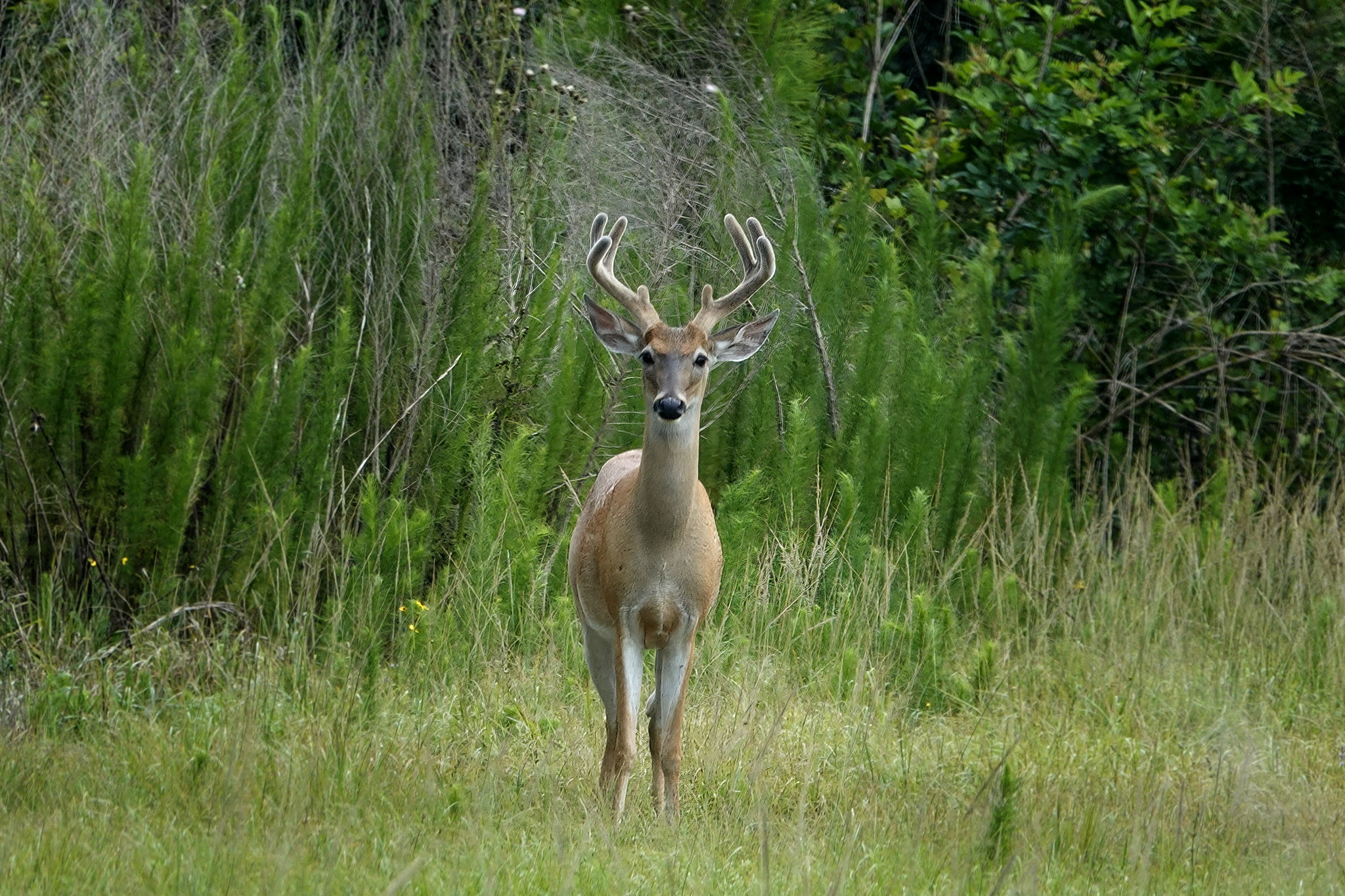 Photo by Dave Cottrill