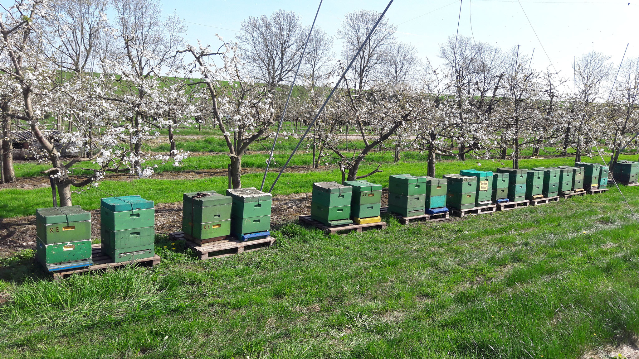 Bienenvölker in der Kirschblüte im "Alten Land"