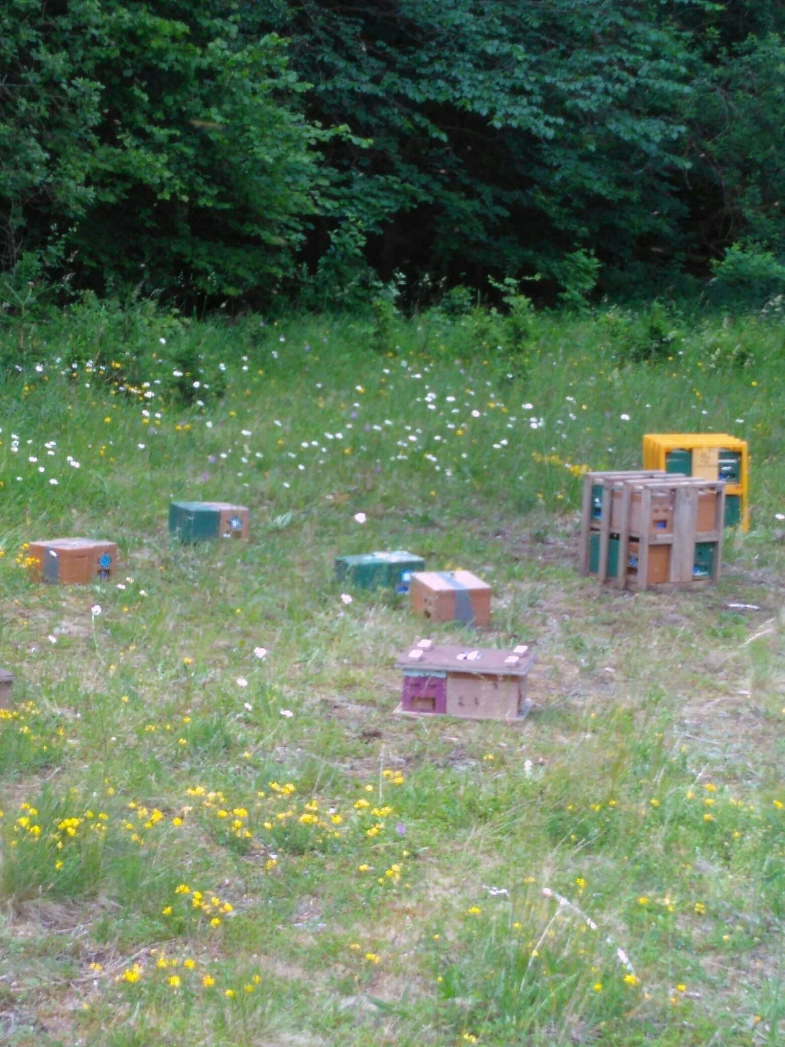 Buckfast Belegstelle Rhön