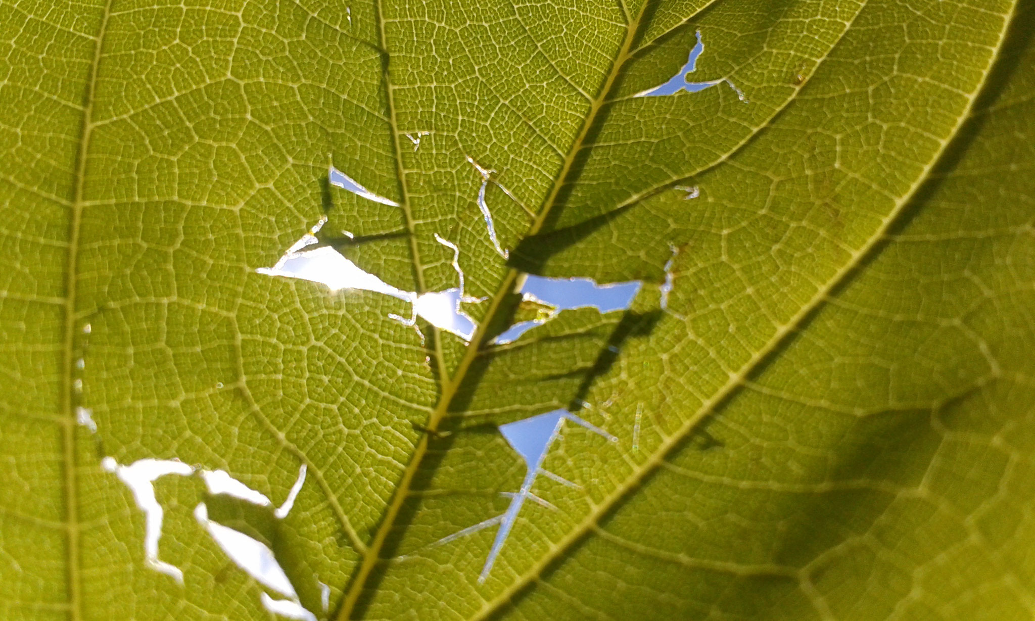 Le dispositif de création est une feuille perforée qui filtre la lumière du soleil