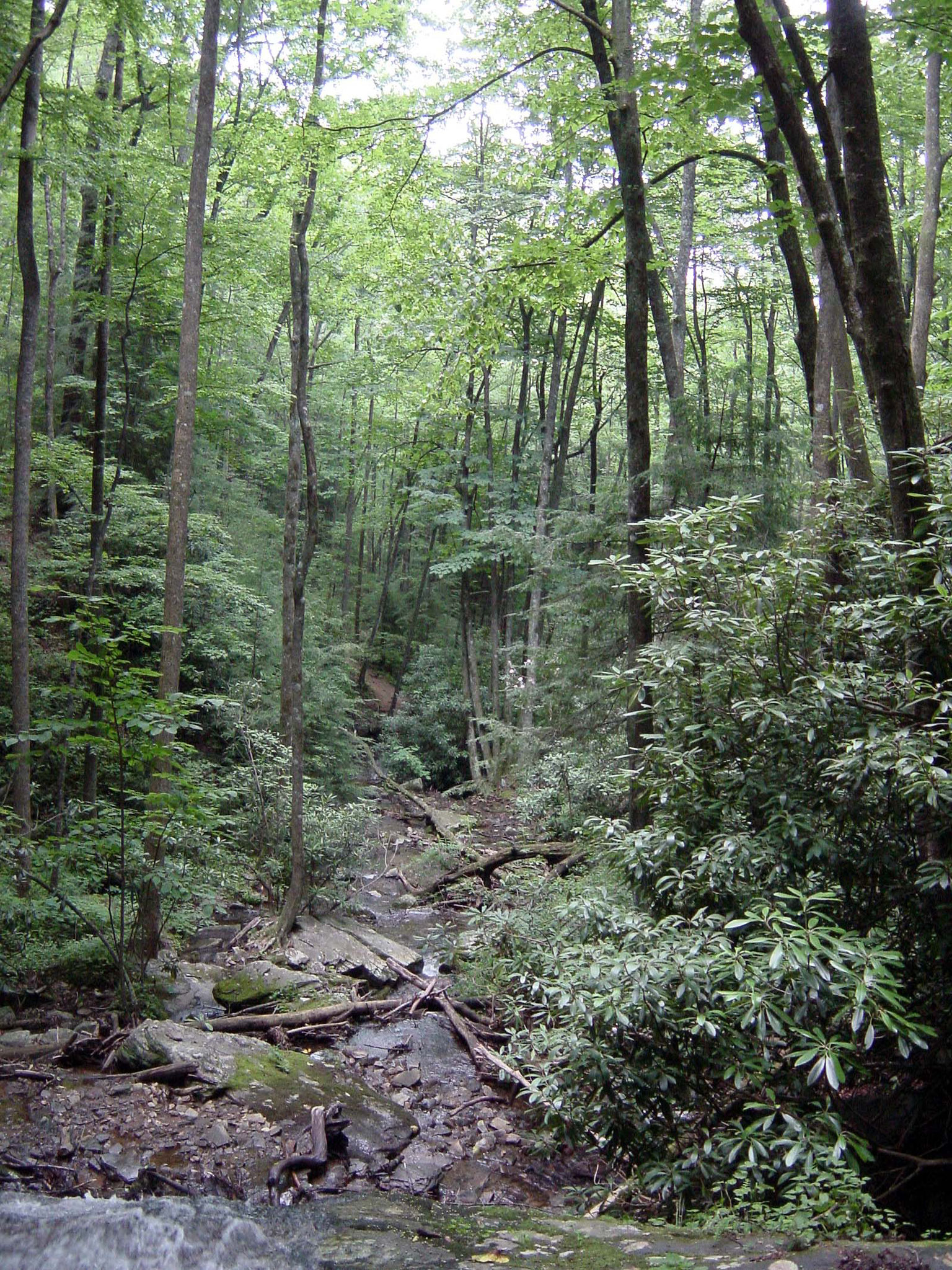 Raven Cliffs Falls Trail