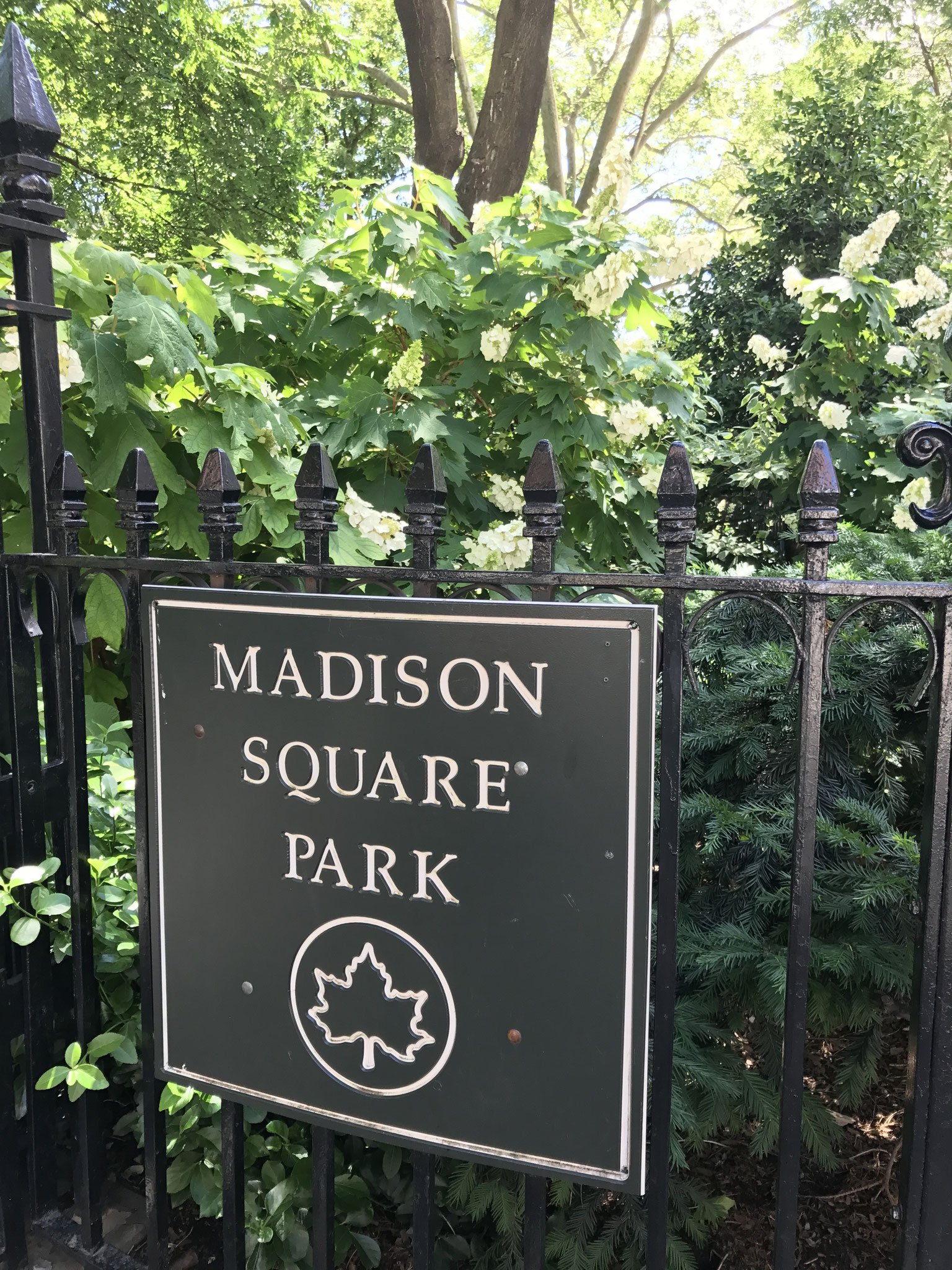 erschöpft angelangt im Madison Square Park - ideal zum Erholen, Kraft tanken und die Riesen um sich wirken zu lassen 