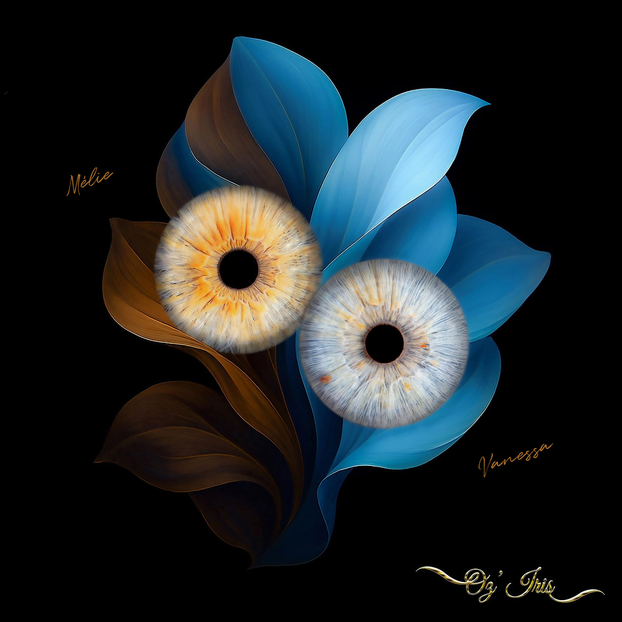 Oz' Iris, Photographie d' Iris à Millau ( Aveyron )