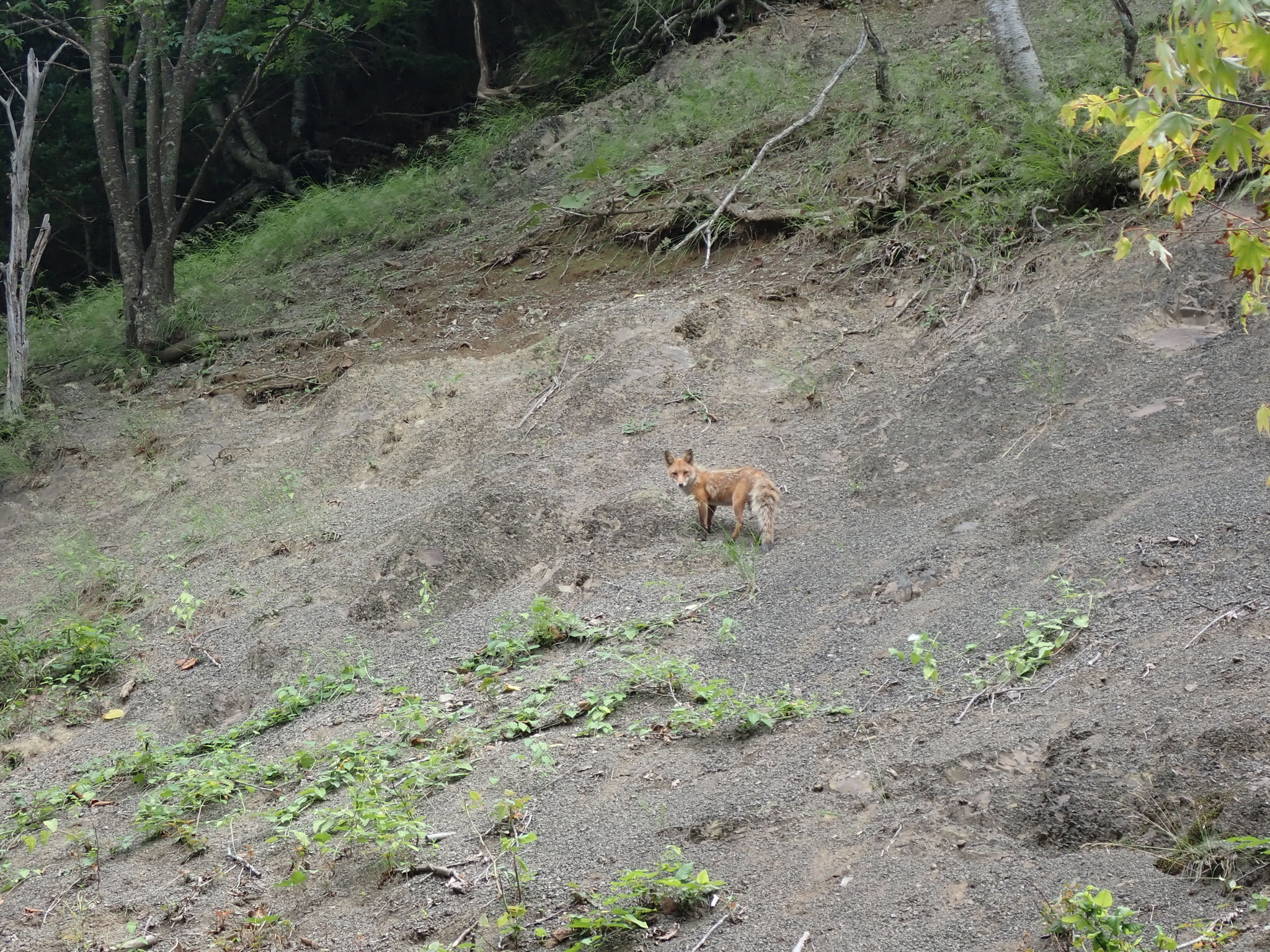 鹿がたくさん、キツネも見かけた、だったら熊だっている？（幸い見かけなかった）