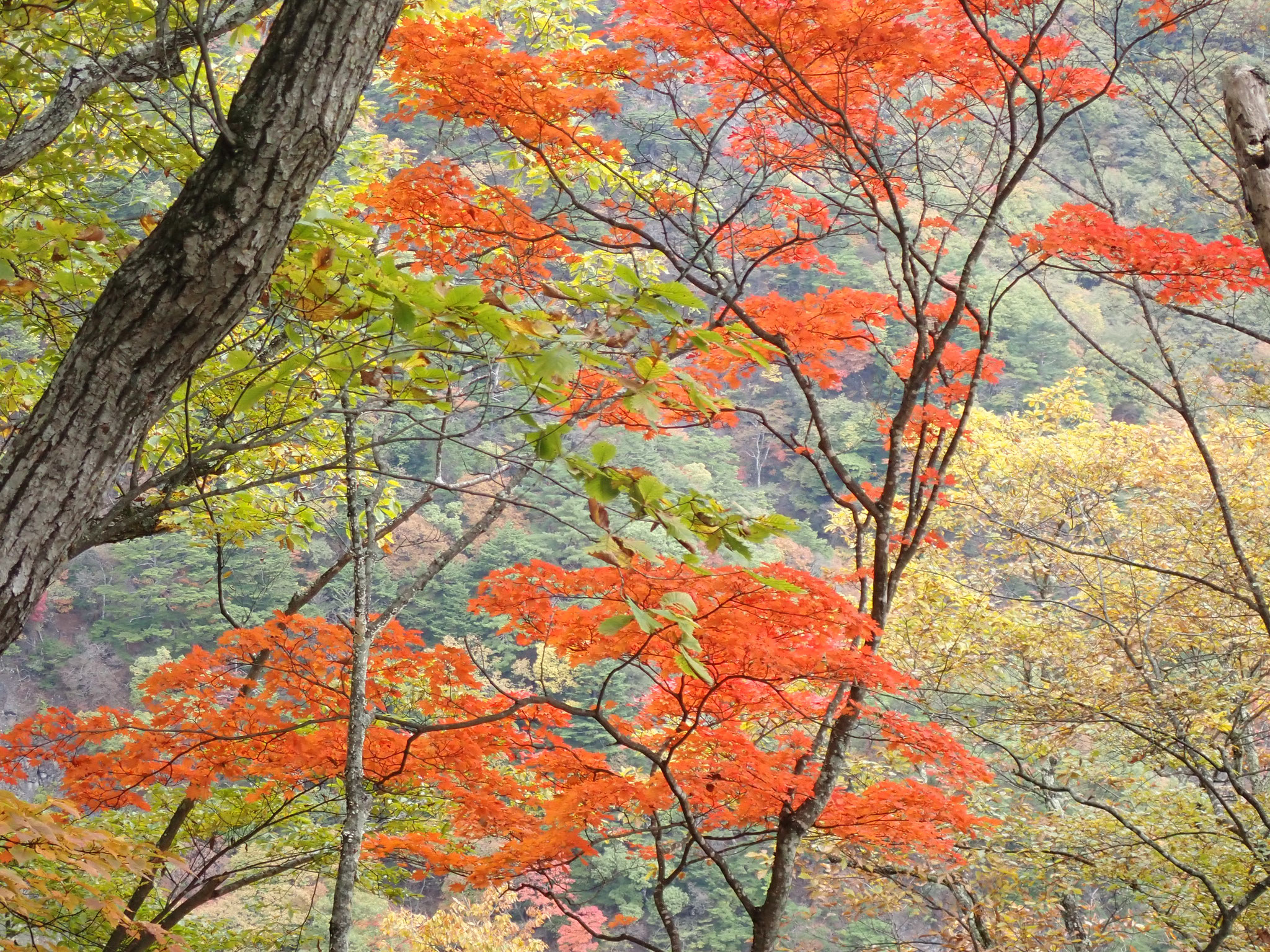 所々、もみじが紅葉