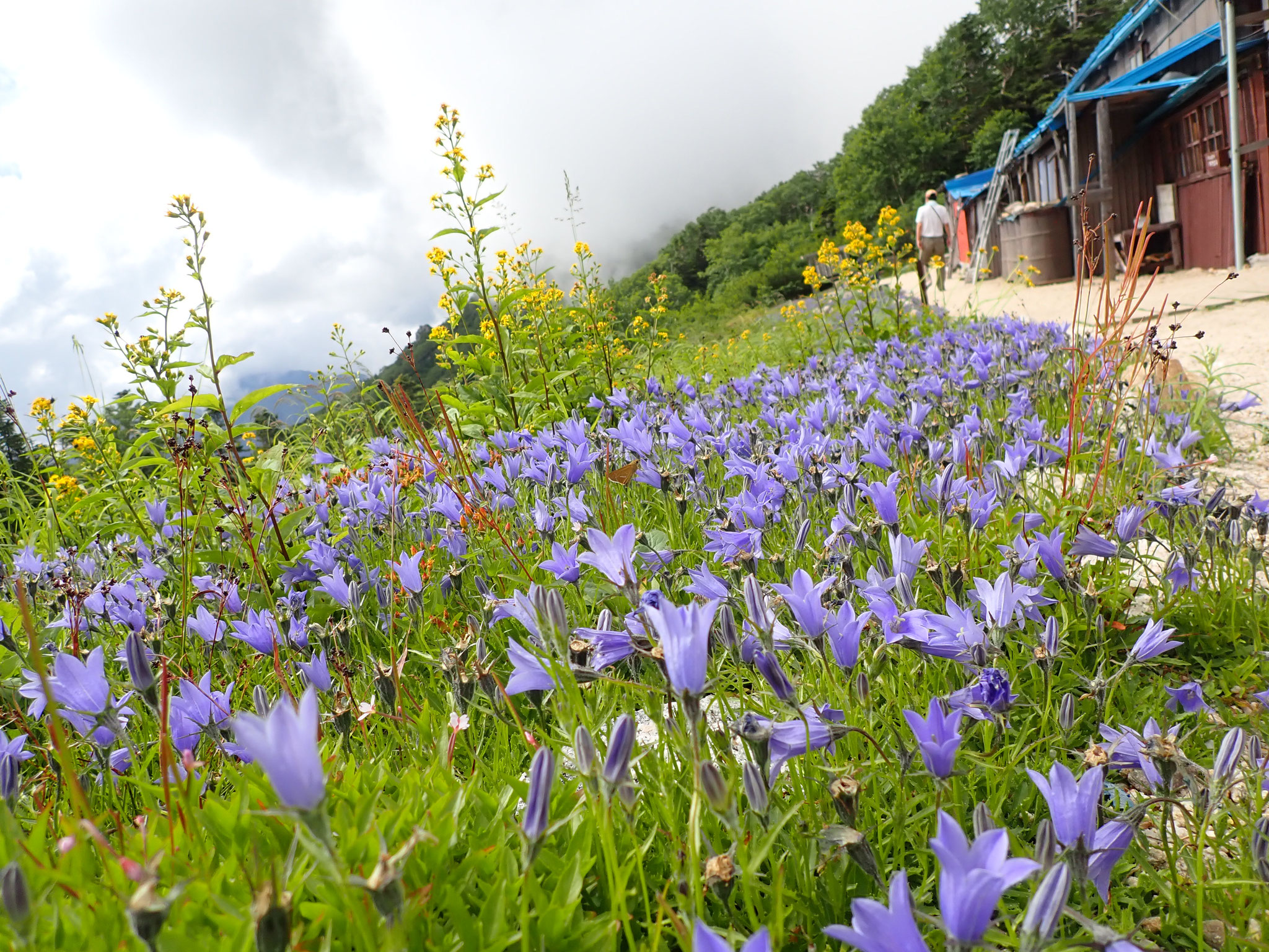 烏帽子小屋の前はお花畑