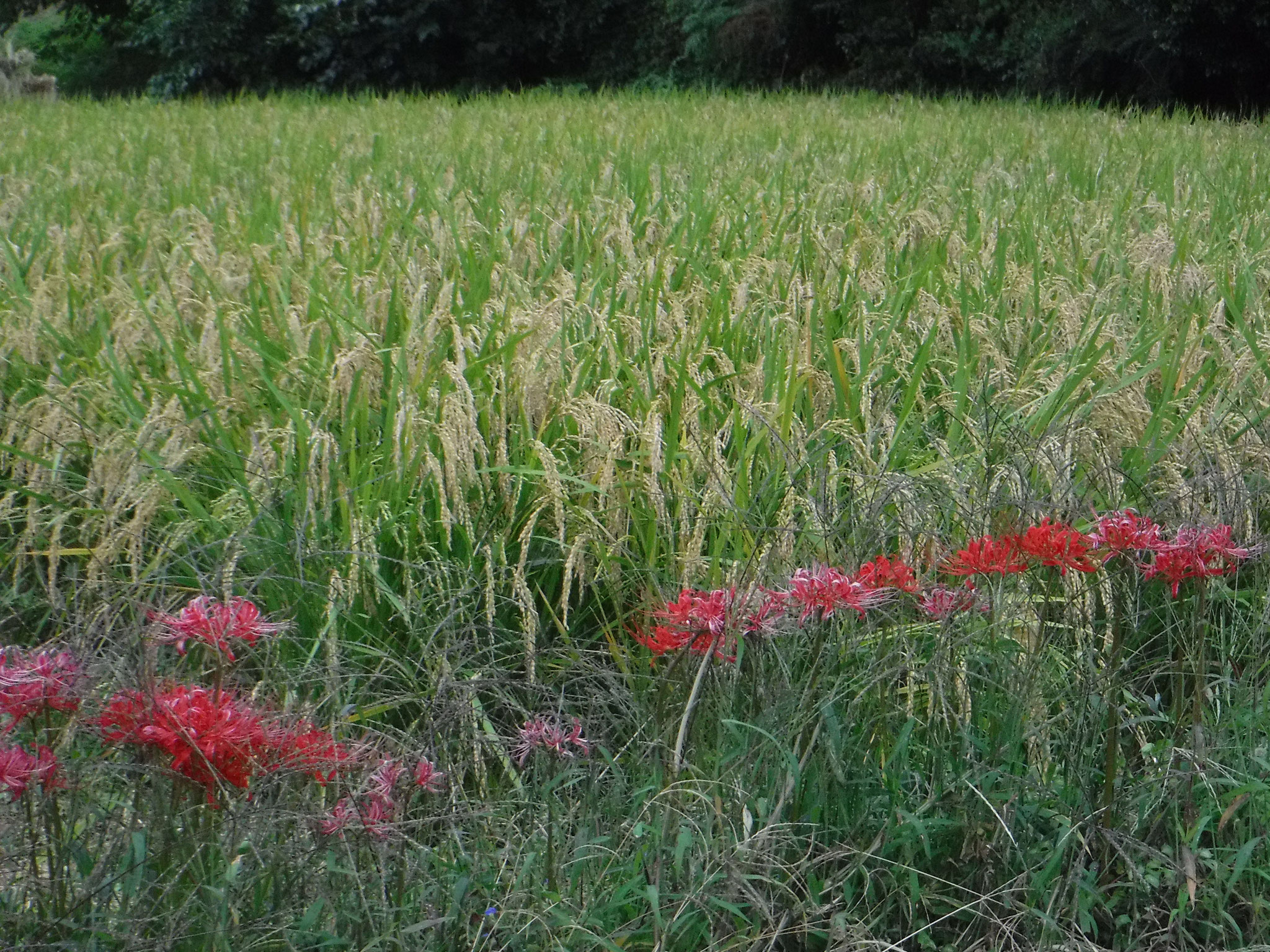 麓では稲穂とヒガンバナ