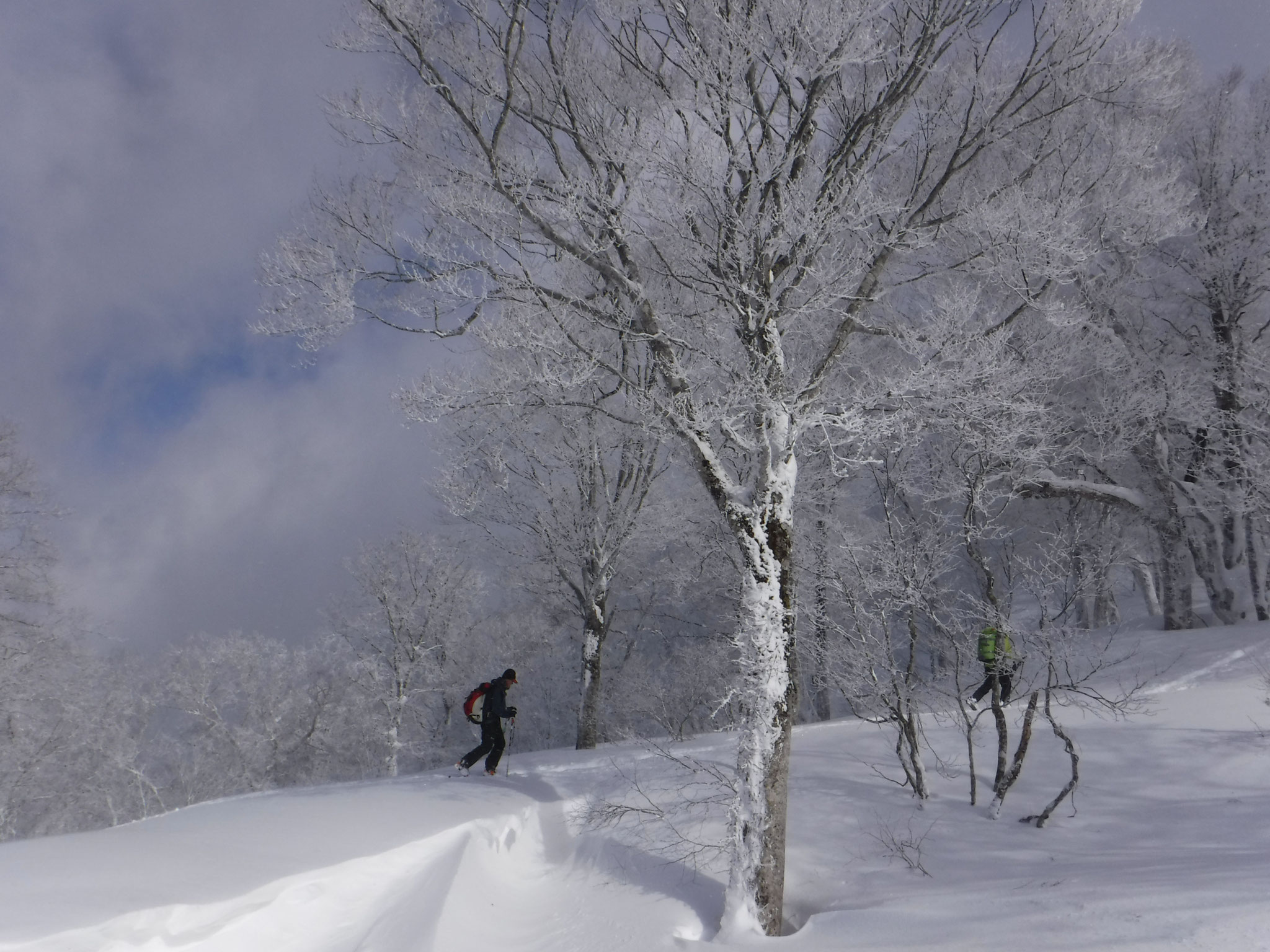 11:40　山頂手前の美しい疎林