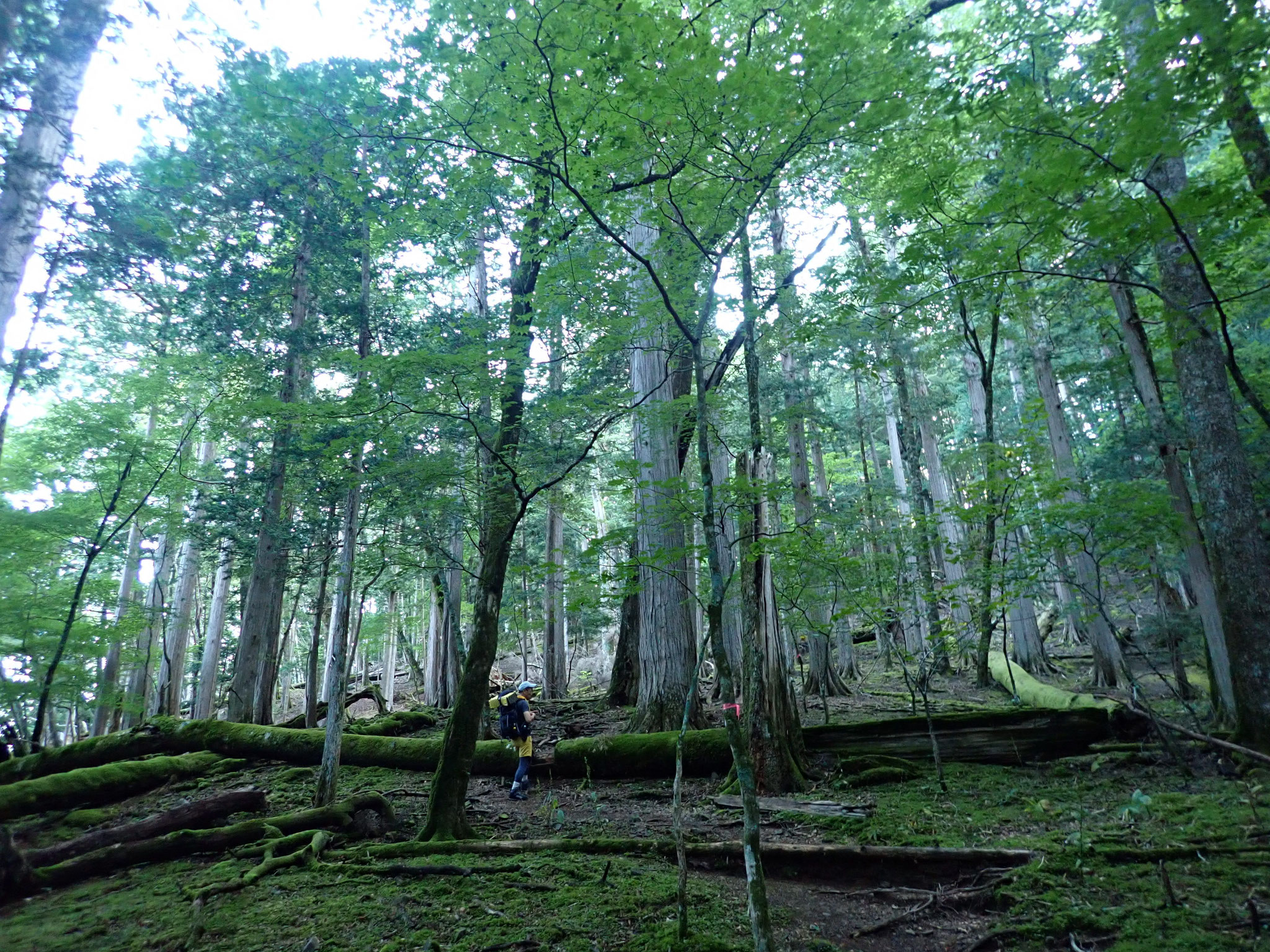 面平付近はサワラやヒノキの大木がそびえる、みとれる空間