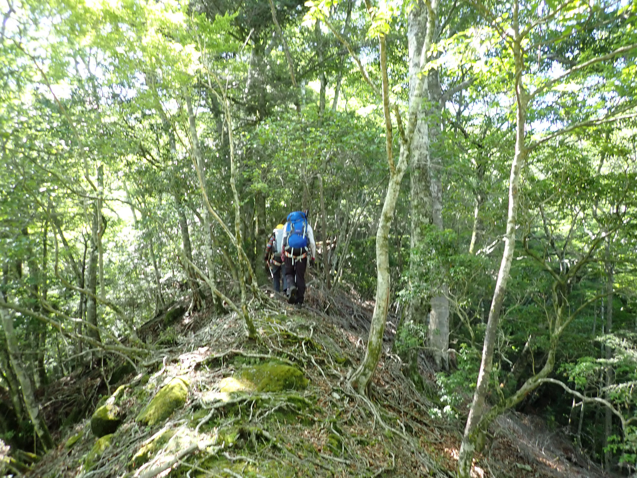 畦ヶ丸避難小屋へ向かう尾根。