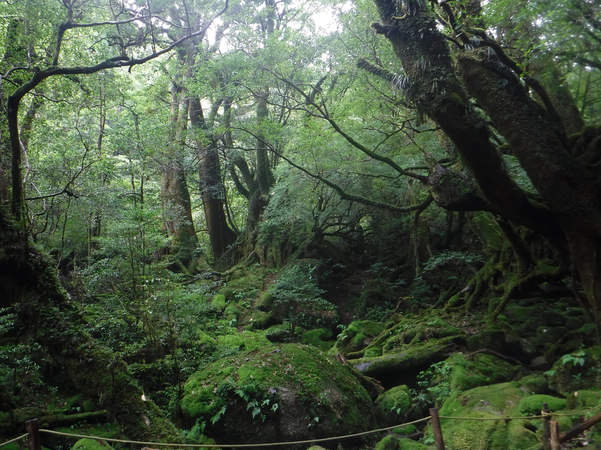 あのアニメで注目されたという、苔の沢