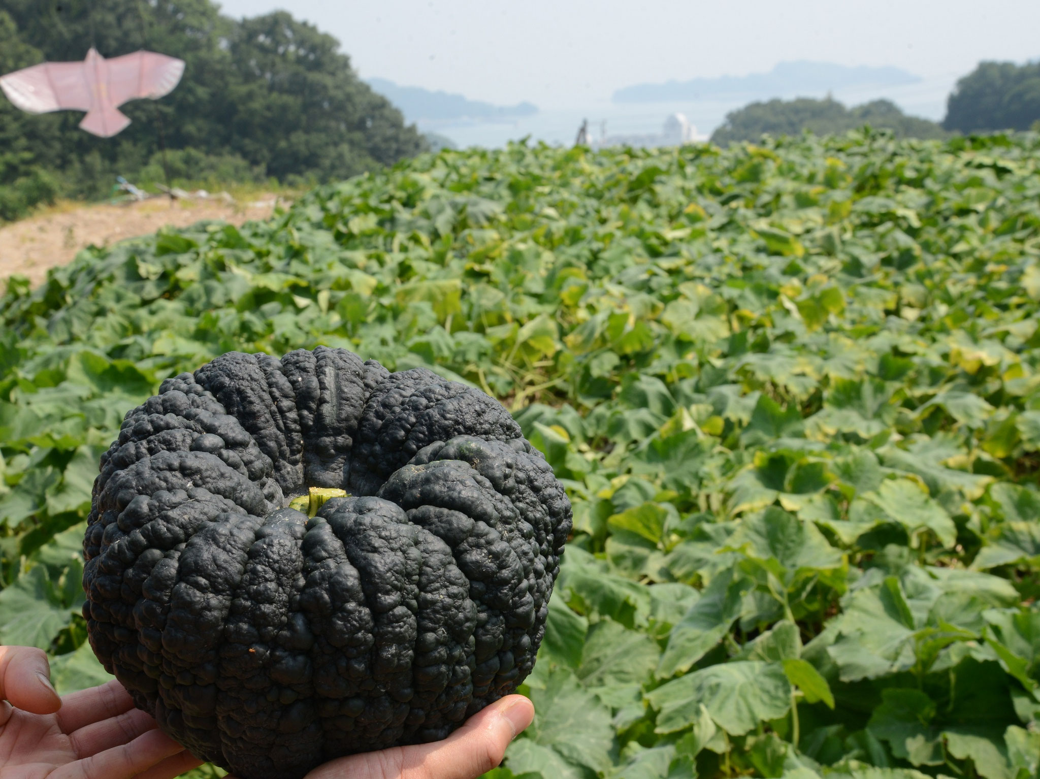 水はけや日当たりのよい牛窓の丘陵地にある畑で育てている「備前黒皮かぼちゃ」。向こうには瀬戸内海が見える。