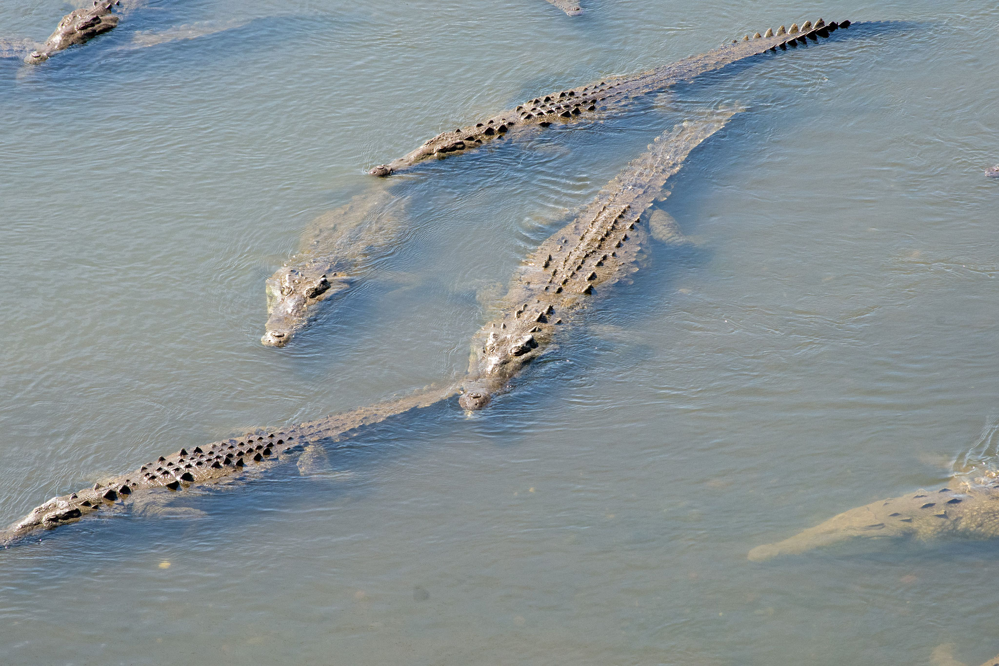   Krokodile im Rio Tarcoles