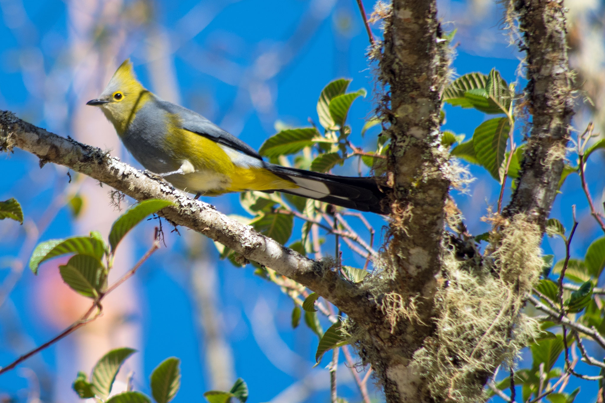 Long-tailed Silky-flycatcher