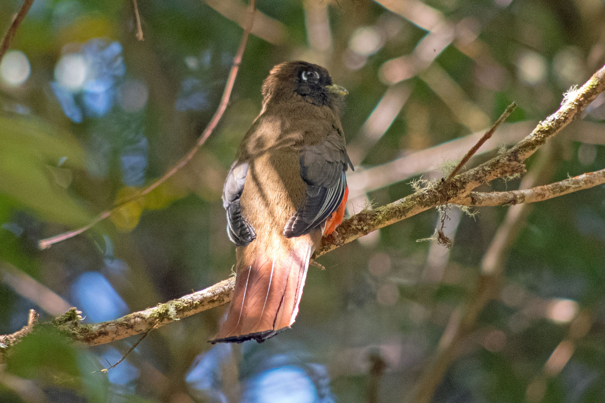 Trogon