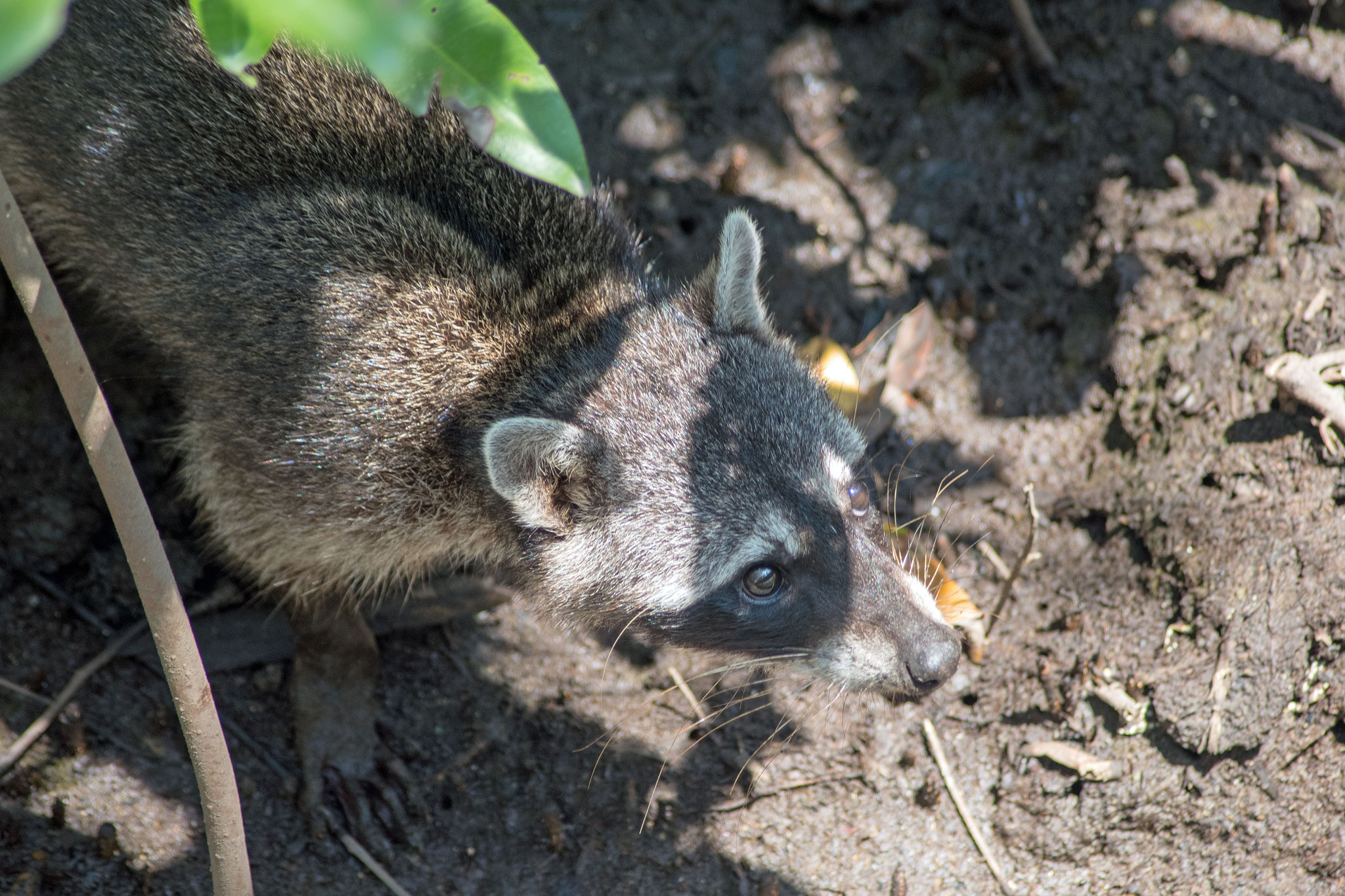 Waschbär, Manuel Antonio Nationalpark