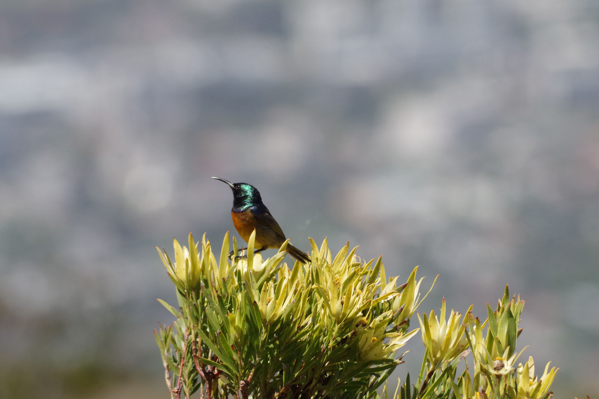 Sunbird